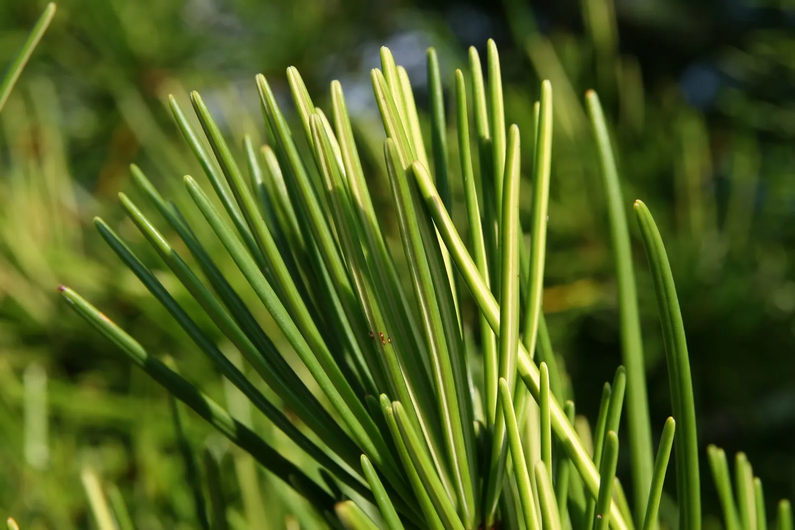 Japanese Umbrella Pine (Sciadopitys Verticillata) — its year-round appeal makes it a superb choice for creating an evergreen focal point in gardens