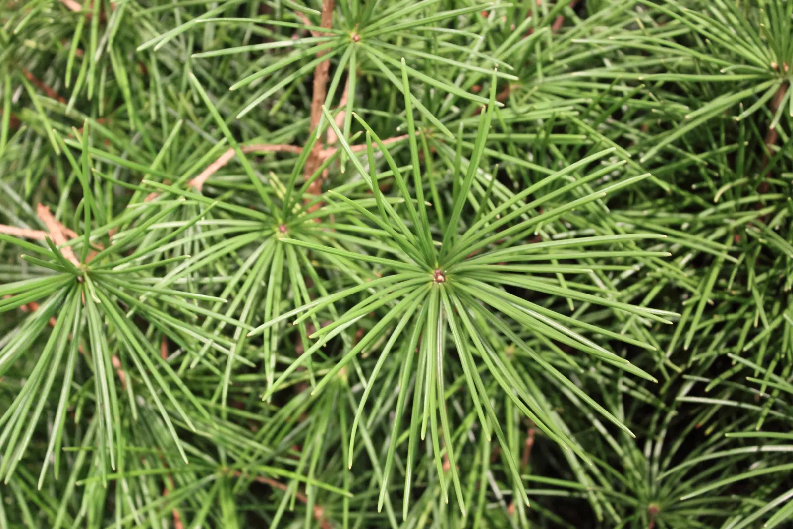 Japanese Umbrella Pine (Sciadopitys Verticillata) — the Japanese Umbrella Pine has a naturally symmetrical form; dark green needles that radiate in, image 55