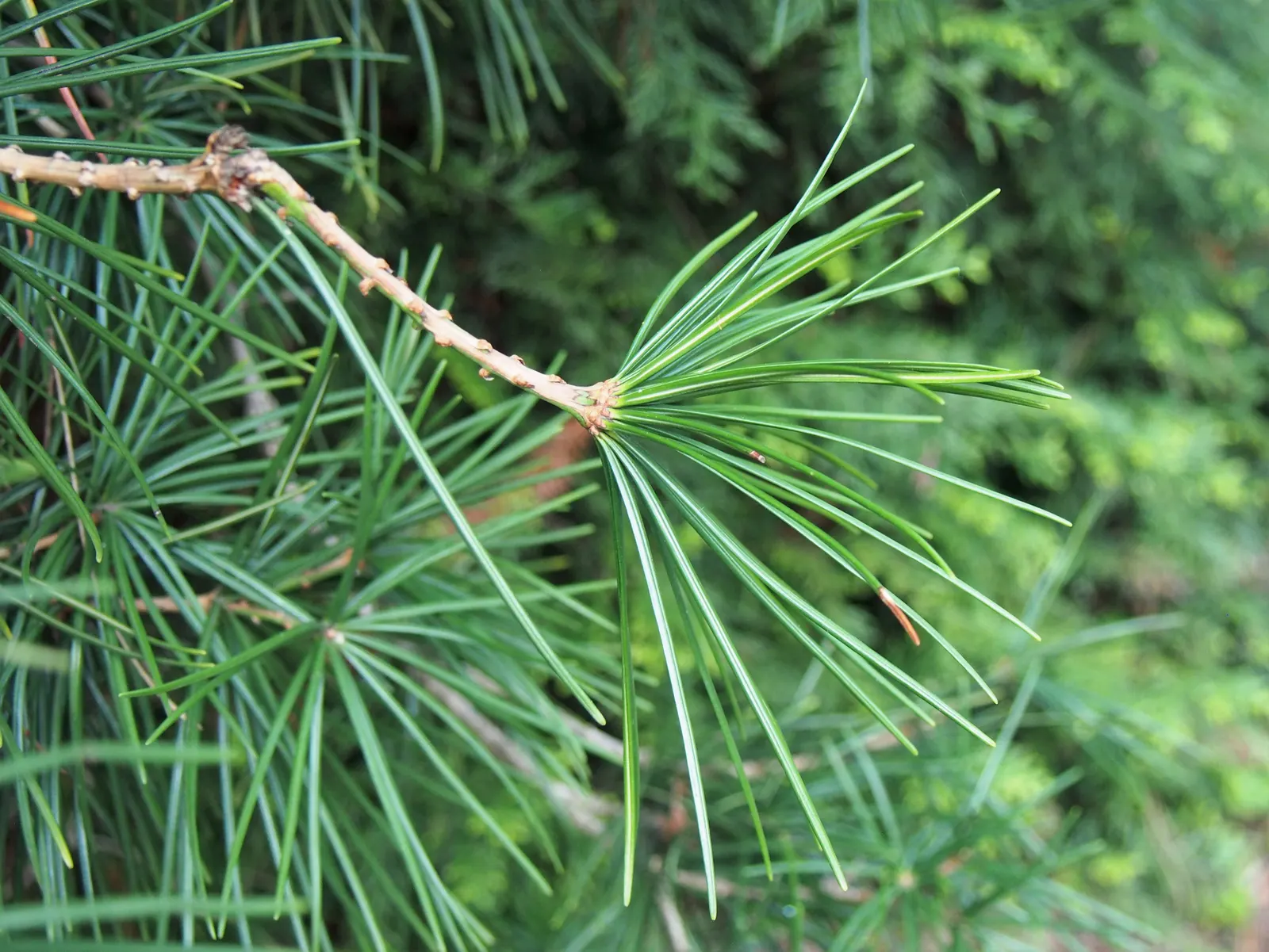 Japanese Umbrella Pine (Sciadopitys Verticillata) — well-drained acidic soil and partial to full sun; it adds year-round interest and an exotic flair to