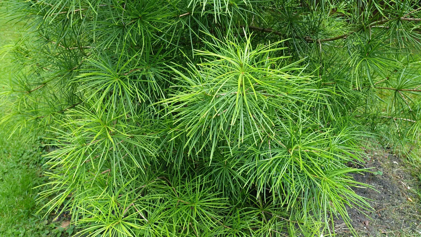 Japanese Umbrella Pine (Sciadopitys Verticillata) — reaching heights of 25 to 35 feet; is a unique and visually striking specimen revered for both, image 50