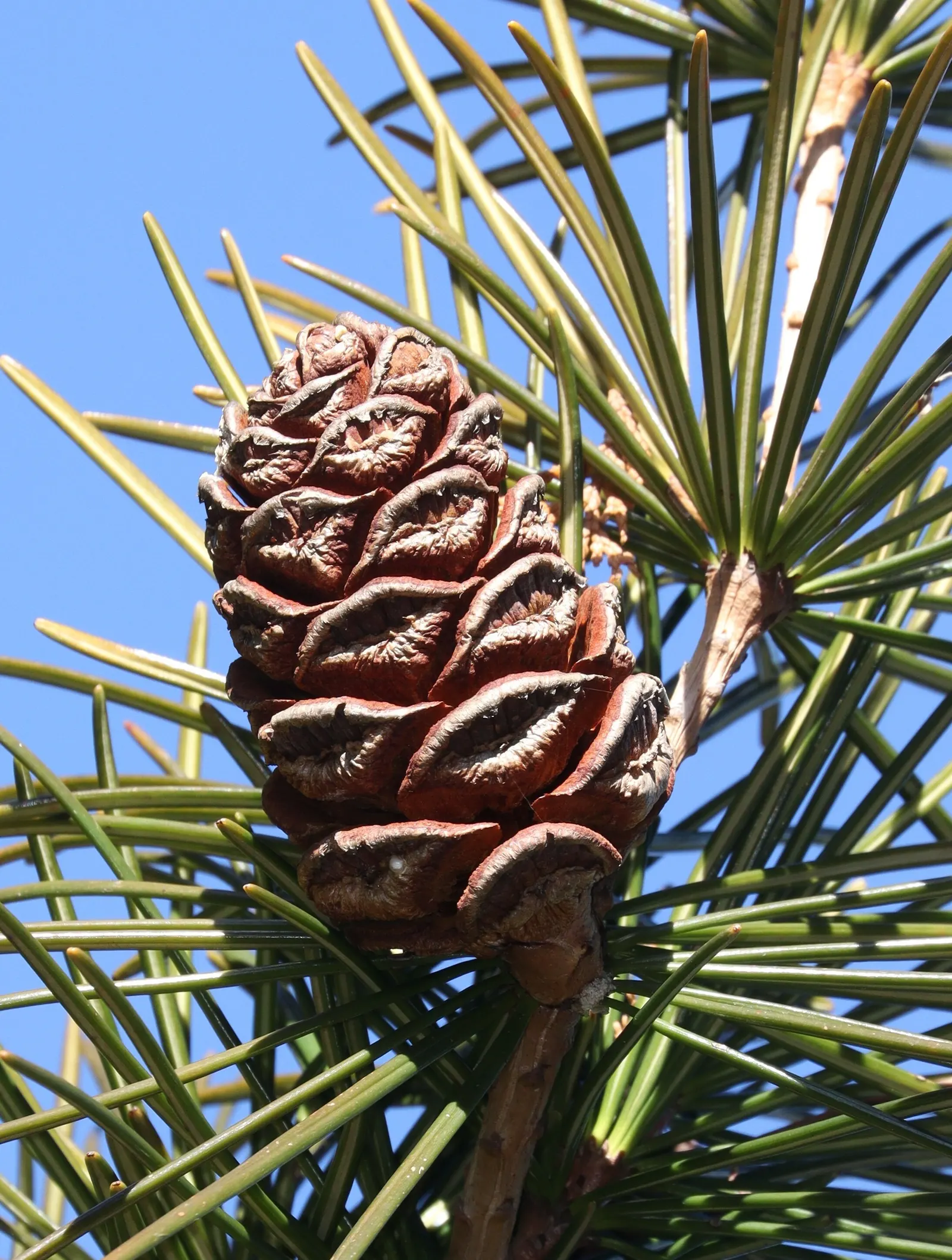 Japanese Umbrella Pine (Sciadopitys Verticillata) — its year-round appeal makes it a superb choice for creating an evergreen focal point in gardens; the