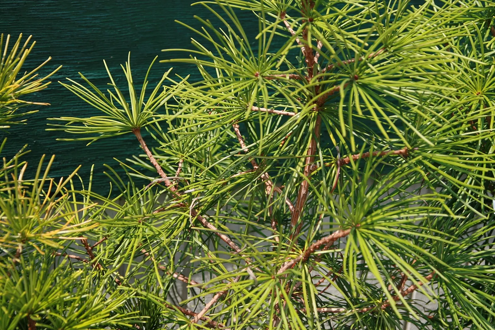 Japanese Umbrella Pine (Sciadopitys Verticillata) — each "umbrella" consists of 12 to 30 needles radiating around the stem; not a true pine, it is, image 53