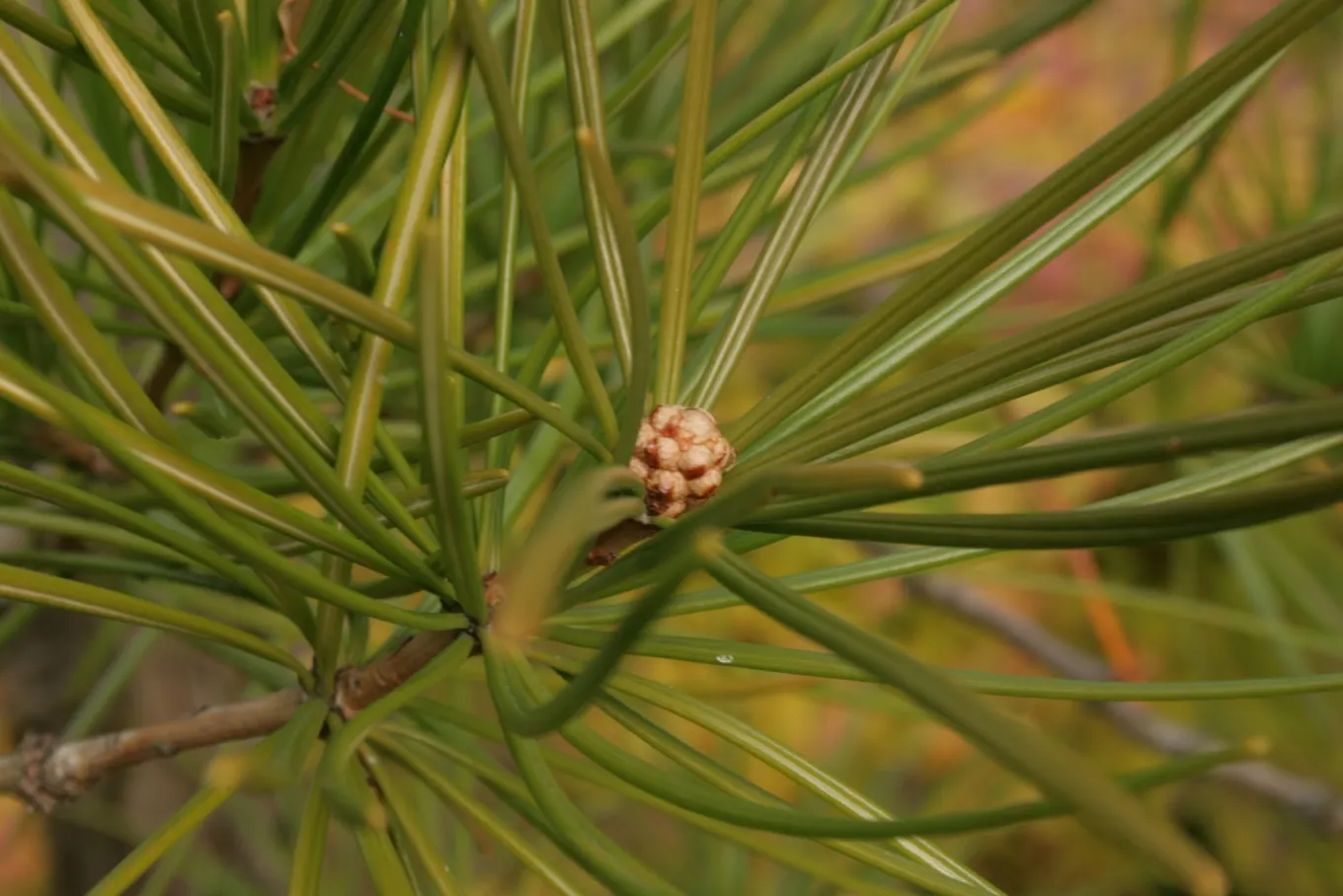 Japanese Umbrella Pine (Sciadopitys Verticillata) — commonly known as the Japanese Umbrella Pine; the Japanese Umbrella Pine is an exotic addition, image 46