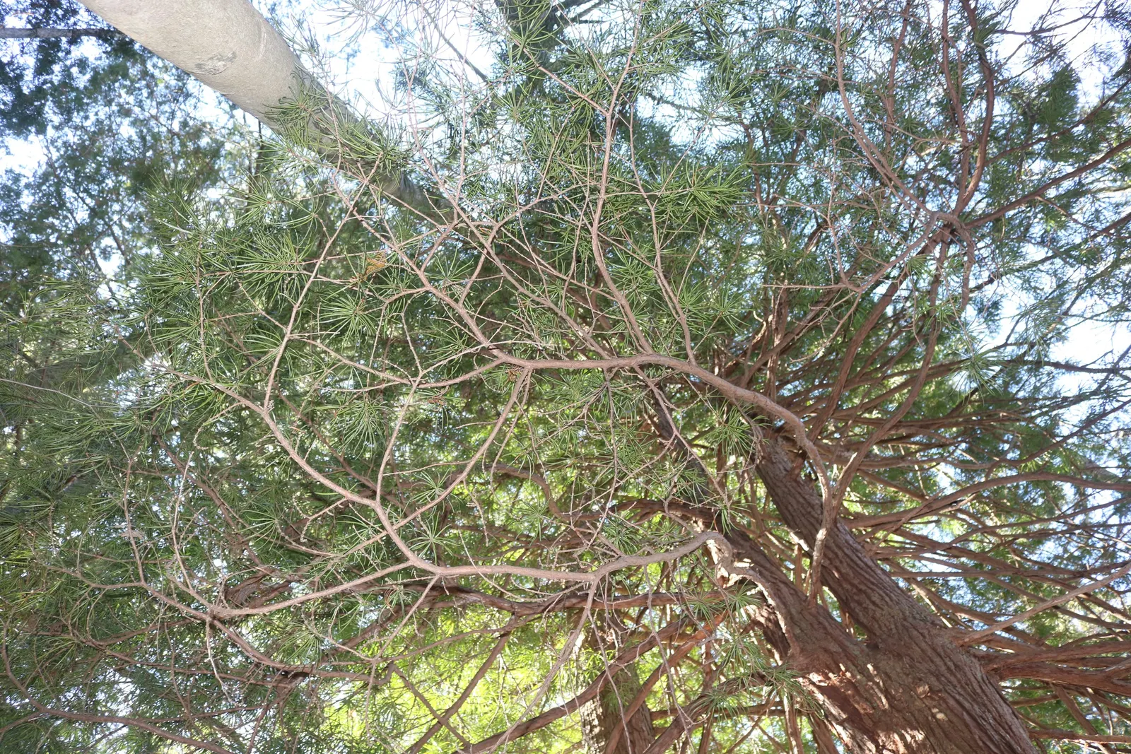 Japanese Umbrella Pine (Sciadopitys Verticillata) — conifer / tree for full; its year-round appeal makes it a superb choice for creating an evergreen focal