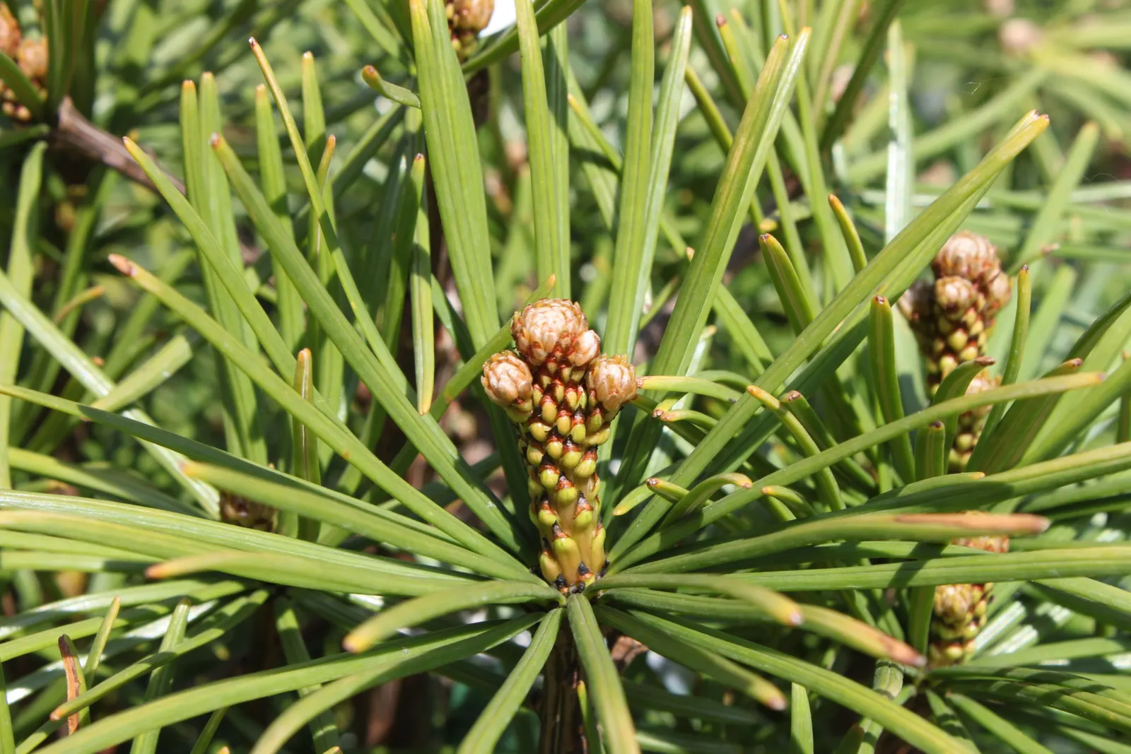 Japanese Umbrella Pine (Sciadopitys Verticillata) — over many decades.<br><br>Characterized by whorls of lustrous
