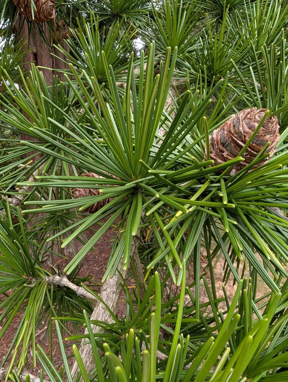 Japanese Umbrella Pine (Sciadopitys Verticillata) — This slow-growing conifer is an excellent focal point; conifer / tree for full