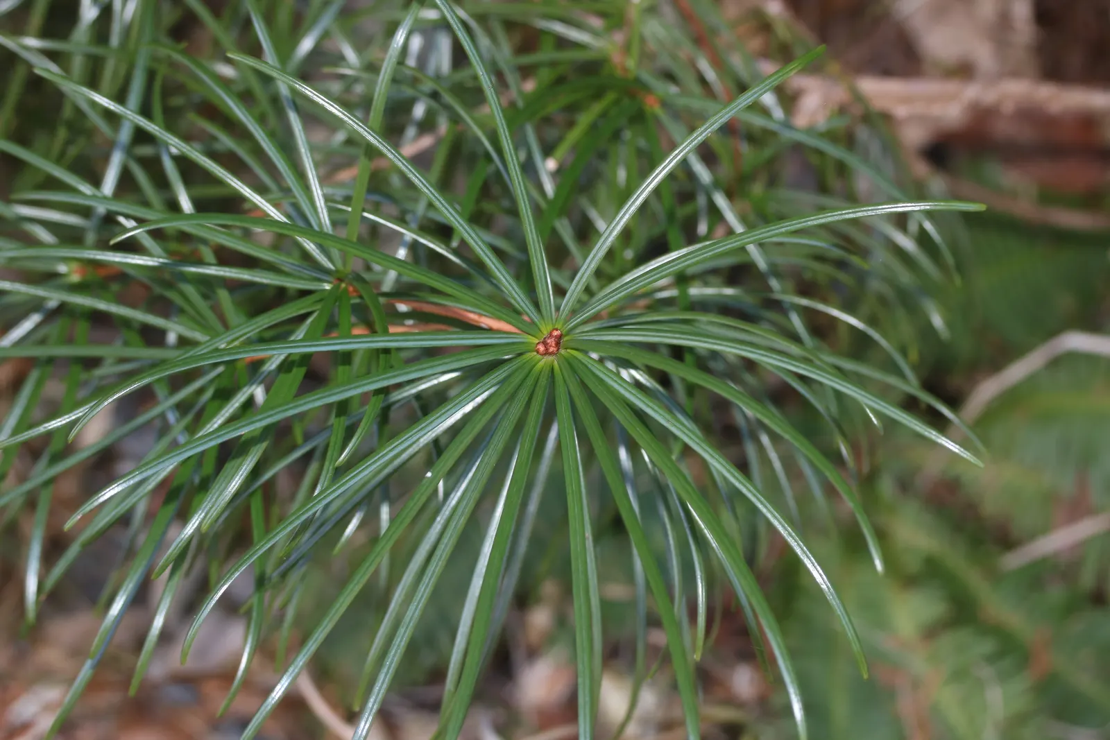 Japanese Umbrella Pine (Sciadopitys Verticillata) — resembling the spokes of an umbrella; the Japanese Umbrella Pine has a naturally symmetrical, image 54