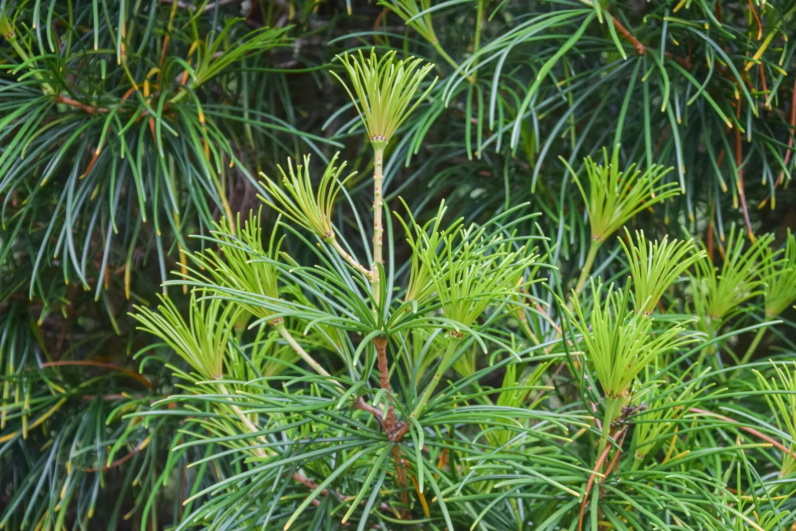 Japanese Umbrella Pine (Sciadopitys Verticillata) — it adds year-round interest and an exotic flair to temperate gardens