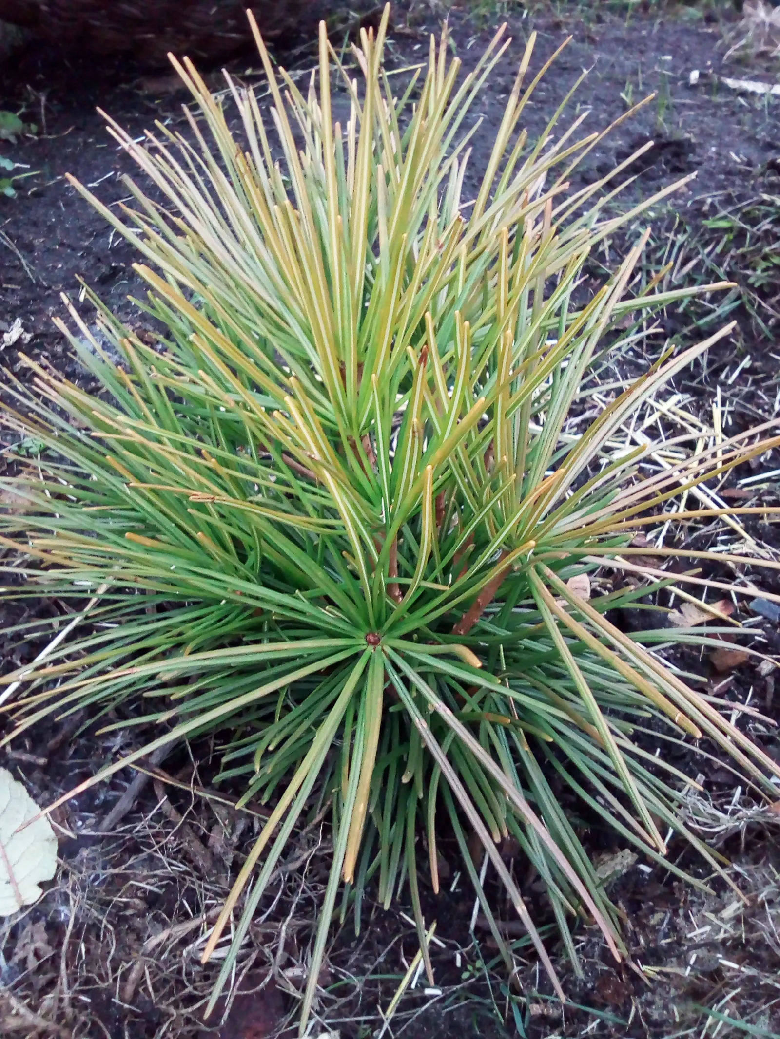 Japanese Umbrella Pine (Sciadopitys Verticillata) — resembling the spokes of an umbrella; the Japanese Umbrella Pine has a naturally symmetrical form