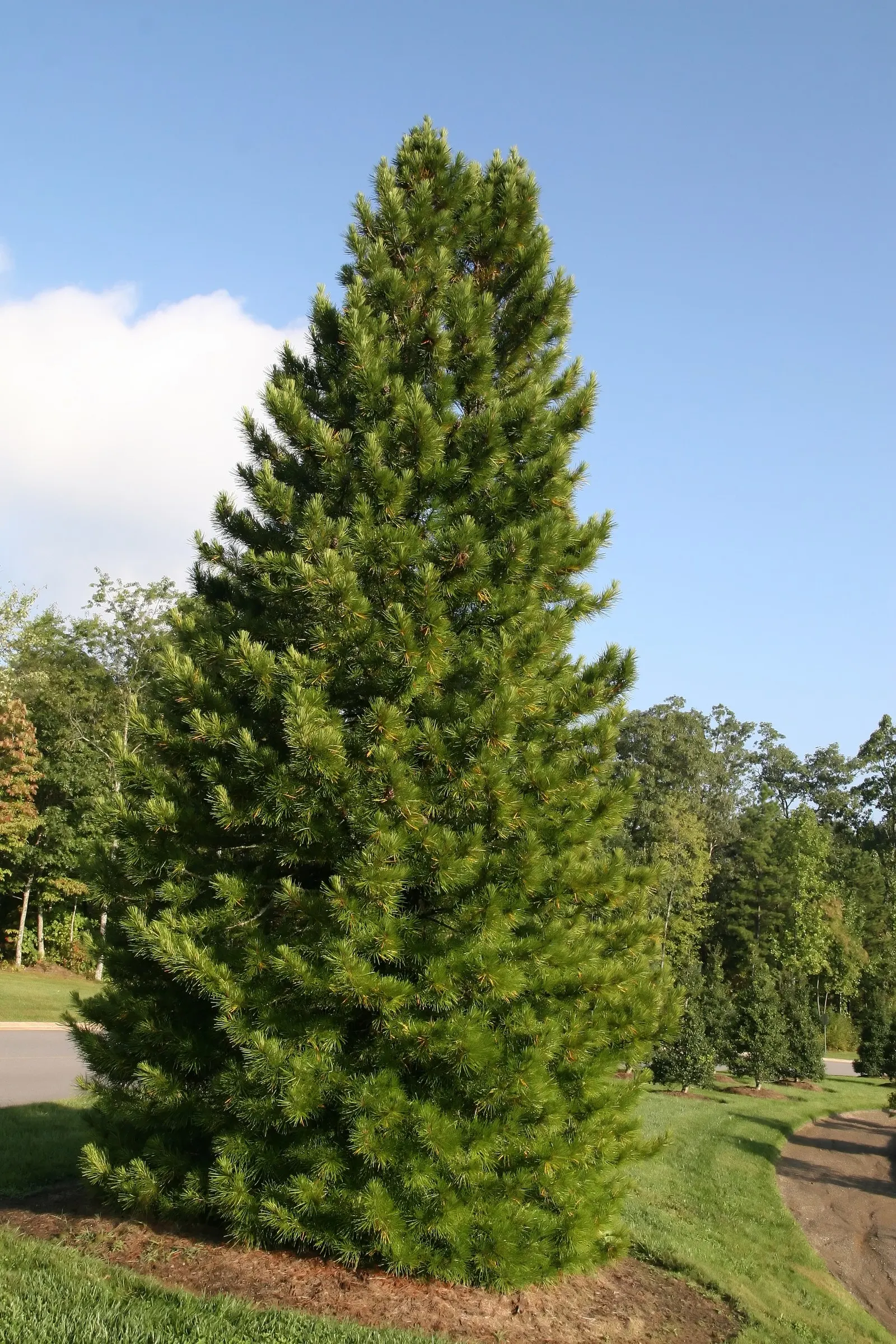 Japanese Umbrella Pine (Sciadopitys Verticillata) — This slow-growing evergreen can reach 25-30 feet in height and spread 15-20 feet wide in a landscape