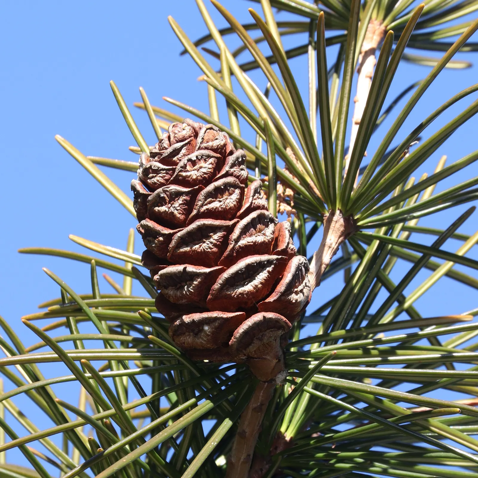 Japanese Umbrella Pine (Sciadopitys Verticillata) — well-drained acidic soil and partial to full sun; it adds year-round interest and an exotic, image 44