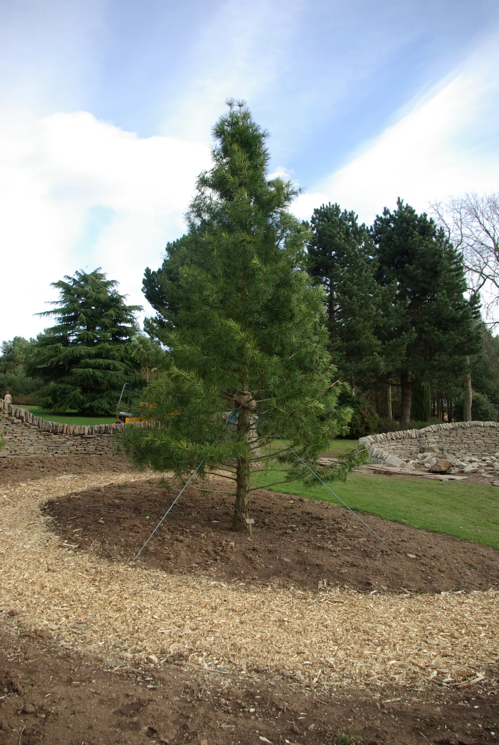 Japanese Umbrella Pine (Sciadopitys Verticillata) — the Japanese Umbrella Pine has a naturally symmetrical form