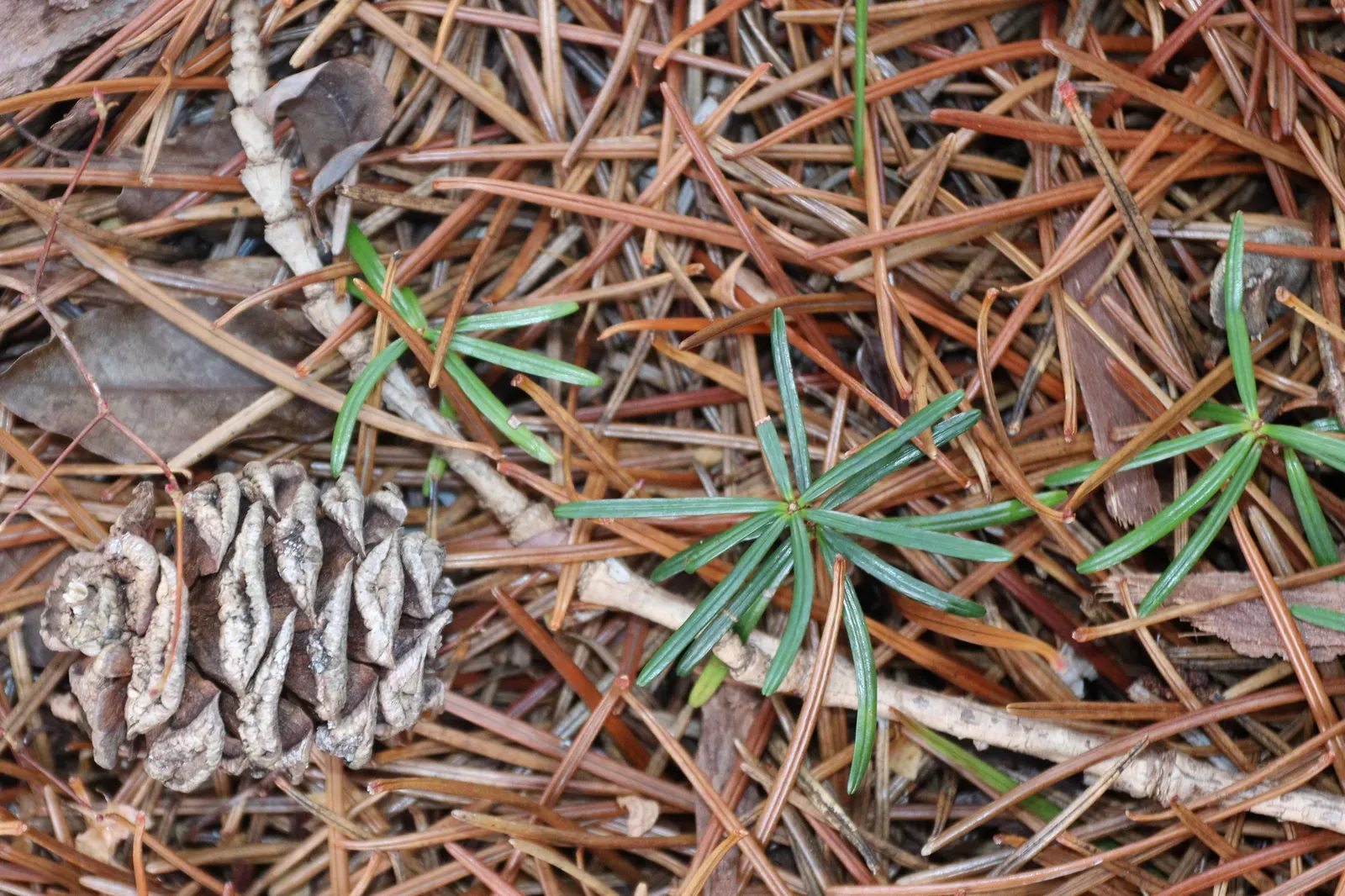 Japanese Umbrella Pine (Sciadopitys Verticillata) — well-drained acidic soil and partial to full sun