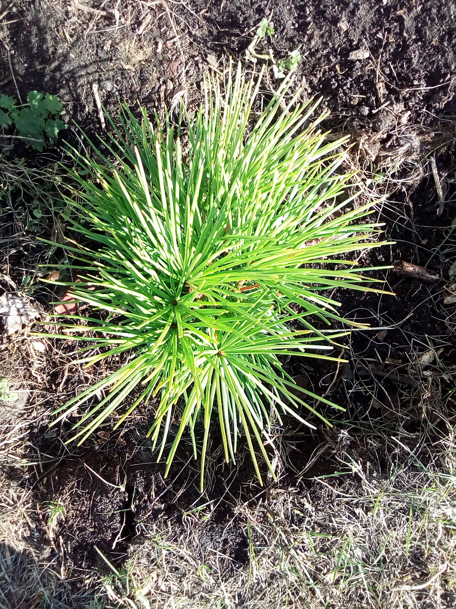 Japanese Umbrella Pine (Sciadopitys Verticillata) — commonly known as the Japanese Umbrella Pine; the Japanese Umbrella Pine is an exotic addition, providing a