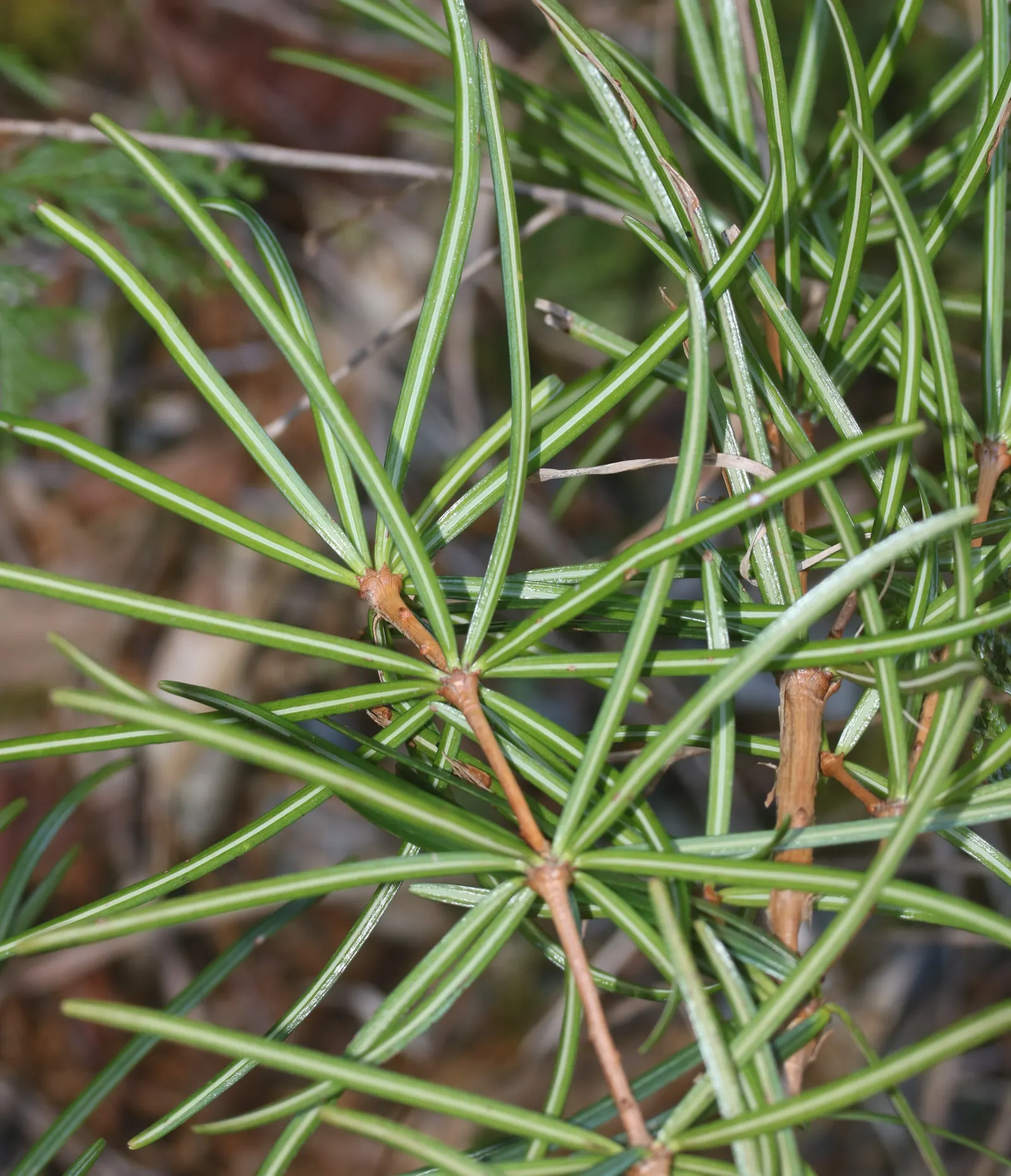 Japanese Umbrella Pine (Sciadopitys Verticillata) — is a unique conifer prized for its lush; well-drained acidic soil and partial to full sun, image 41
