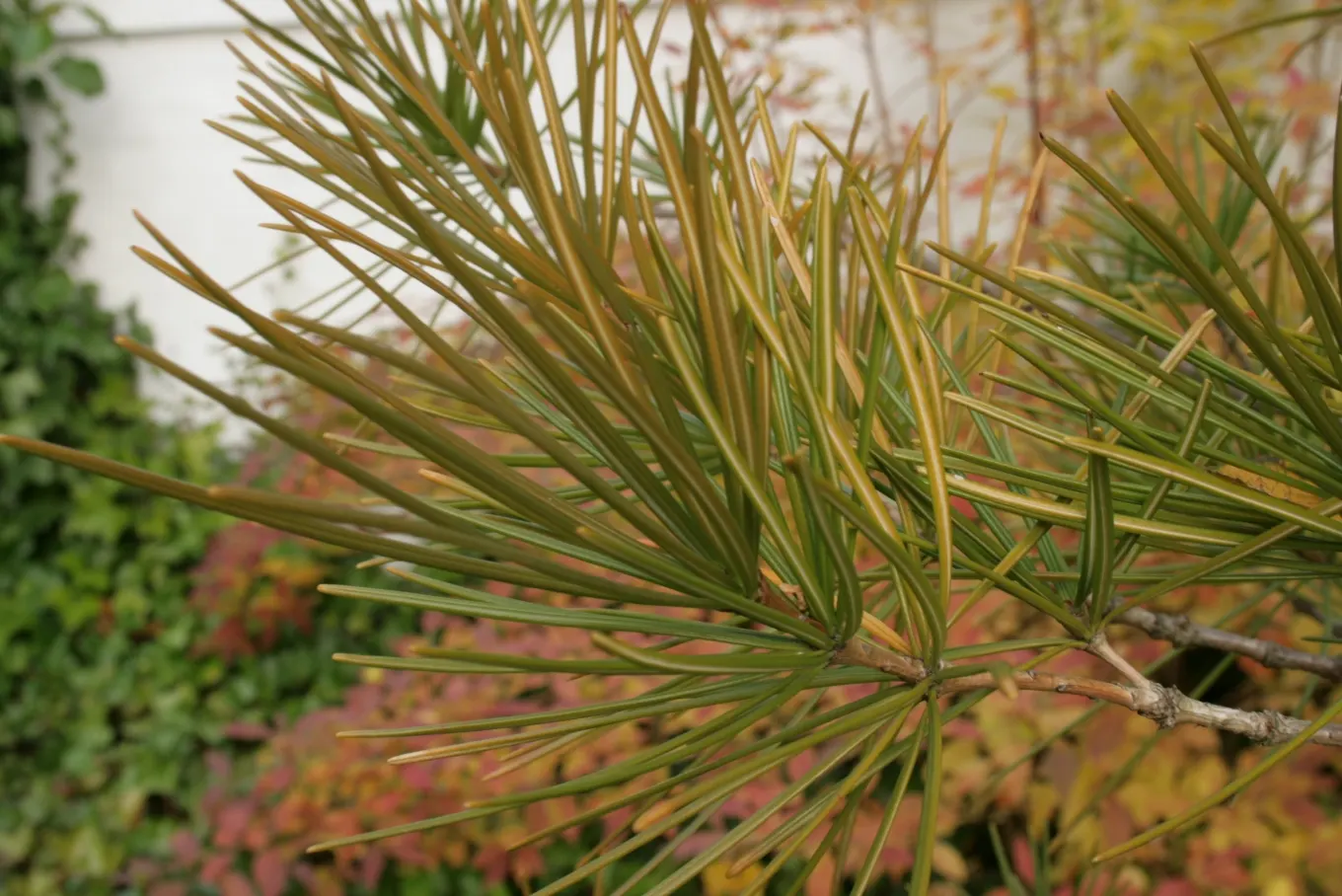 Japanese Umbrella Pine (Sciadopitys Verticillata) — the Japanese Umbrella Pine thrives in full sun to partial shade; this slow-growing conifer is an excellent