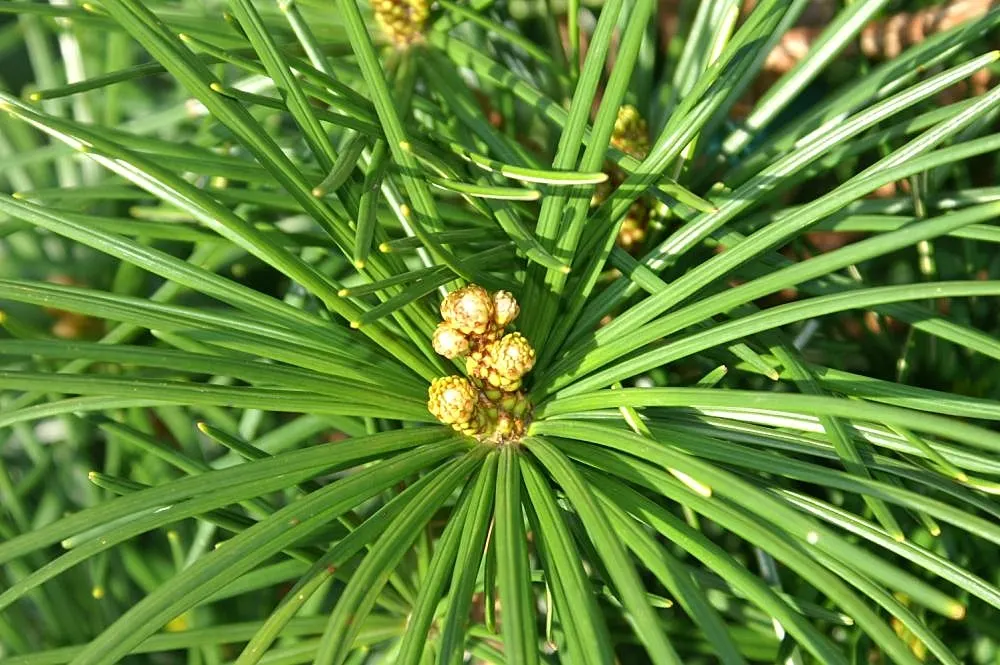 Japanese Umbrella Pine (Sciadopitys Verticillata) — is a unique and visually striking specimen revered for both its historical significance and ornamental