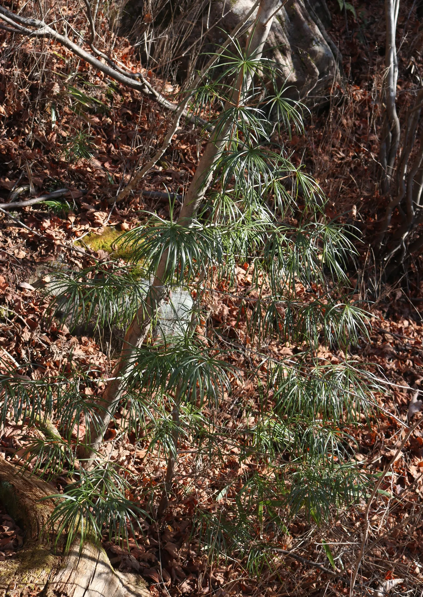 Japanese Umbrella Pine (Sciadopitys Verticillata) — with a spread of 15 to 20 feet; resembling the spokes of an umbrella, image 51