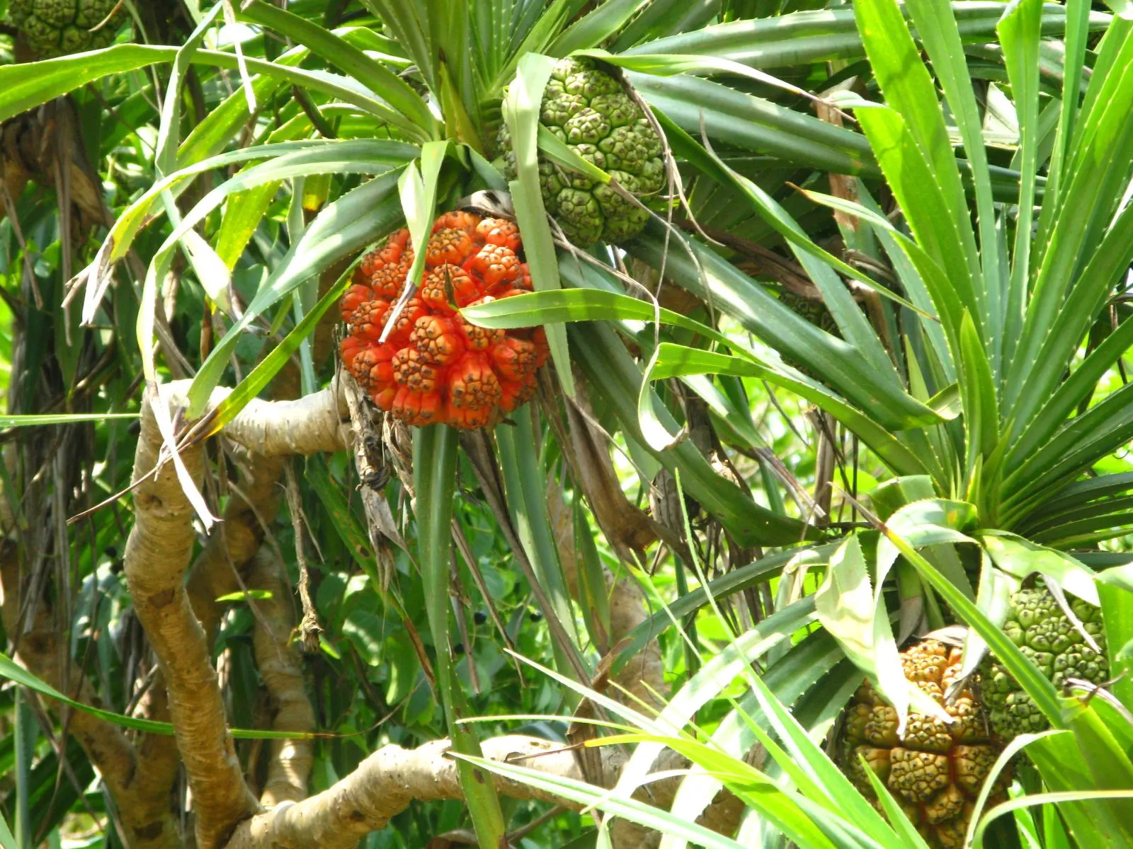Japanese Umbrella Pine (Sciadopitys Verticillata) — each "umbrella" consists of 12 to 30 needles radiating around the stem; not a true pine, it is the sole