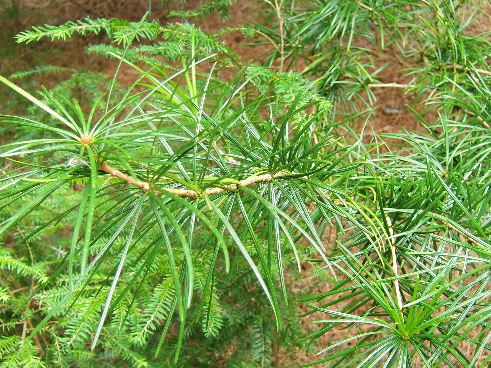 Japanese Umbrella Pine (Sciadopitys Verticillata) — over many decades.<br><br>Characterized by whorls of lustrous; is a unique conifer prized for, image 52