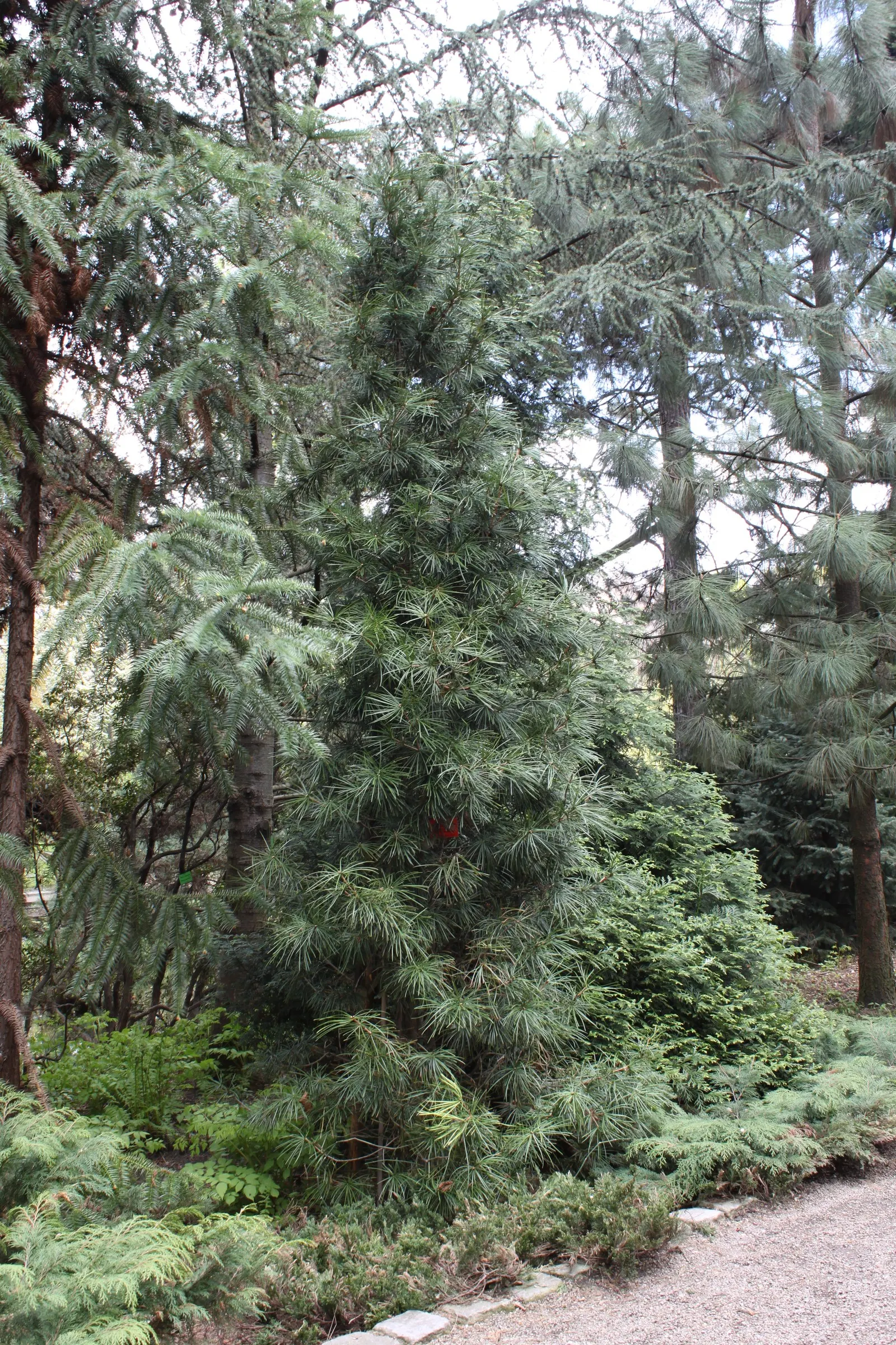 Japanese Umbrella Pine (Sciadopitys Verticillata) — The Japanese Umbrella Pine is an exotic addition, providing a touch of Asian elegance to any landscape