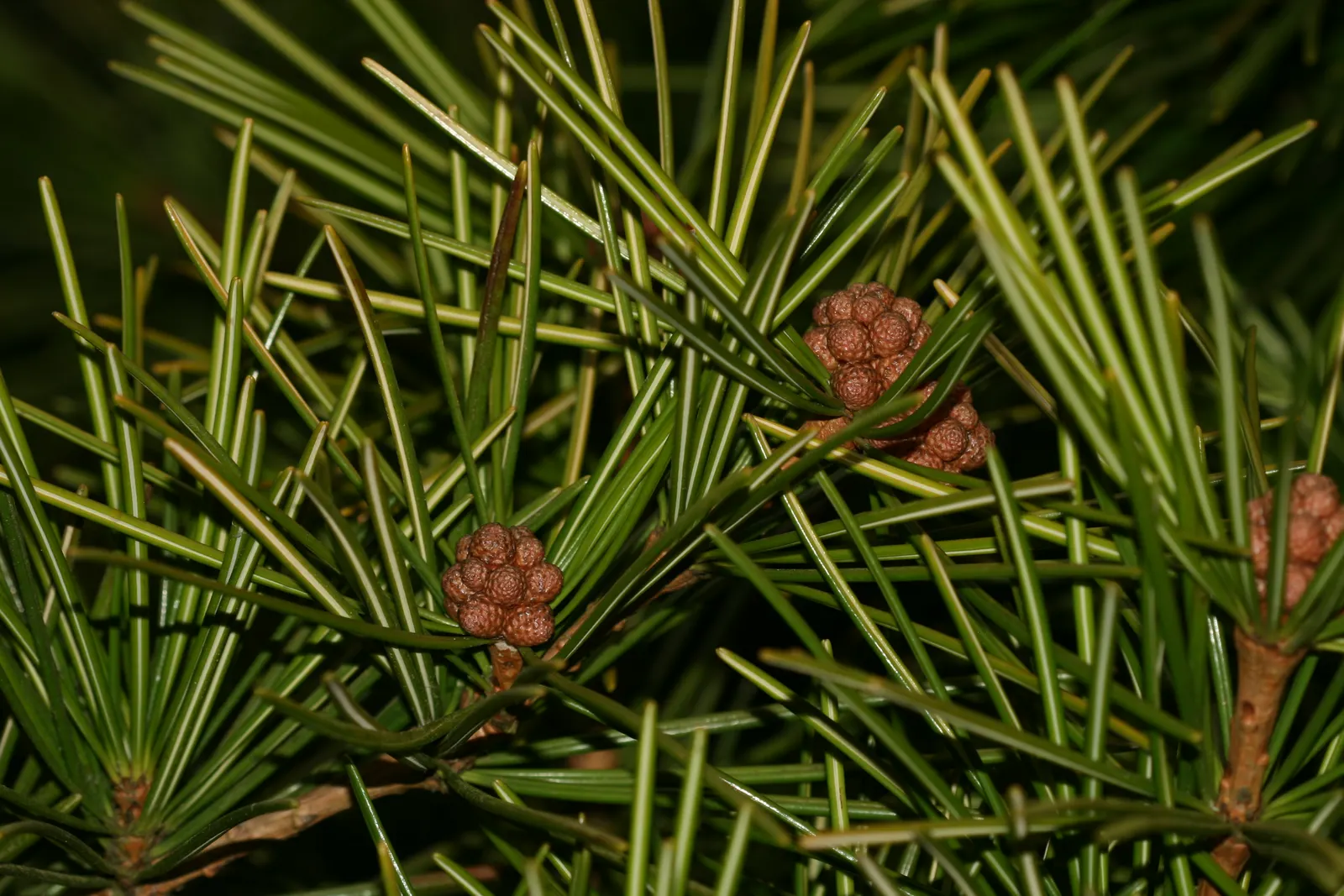 Japanese Umbrella Pine (Sciadopitys Verticillata) — it adds year-round interest and an exotic flair to temperate gardens; over many