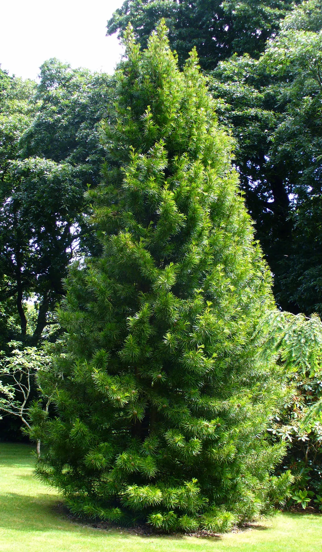 Japanese Umbrella Pine (Sciadopitys Verticillata) — with a spread of 15 to 20 feet; resembling the spokes of an umbrella
