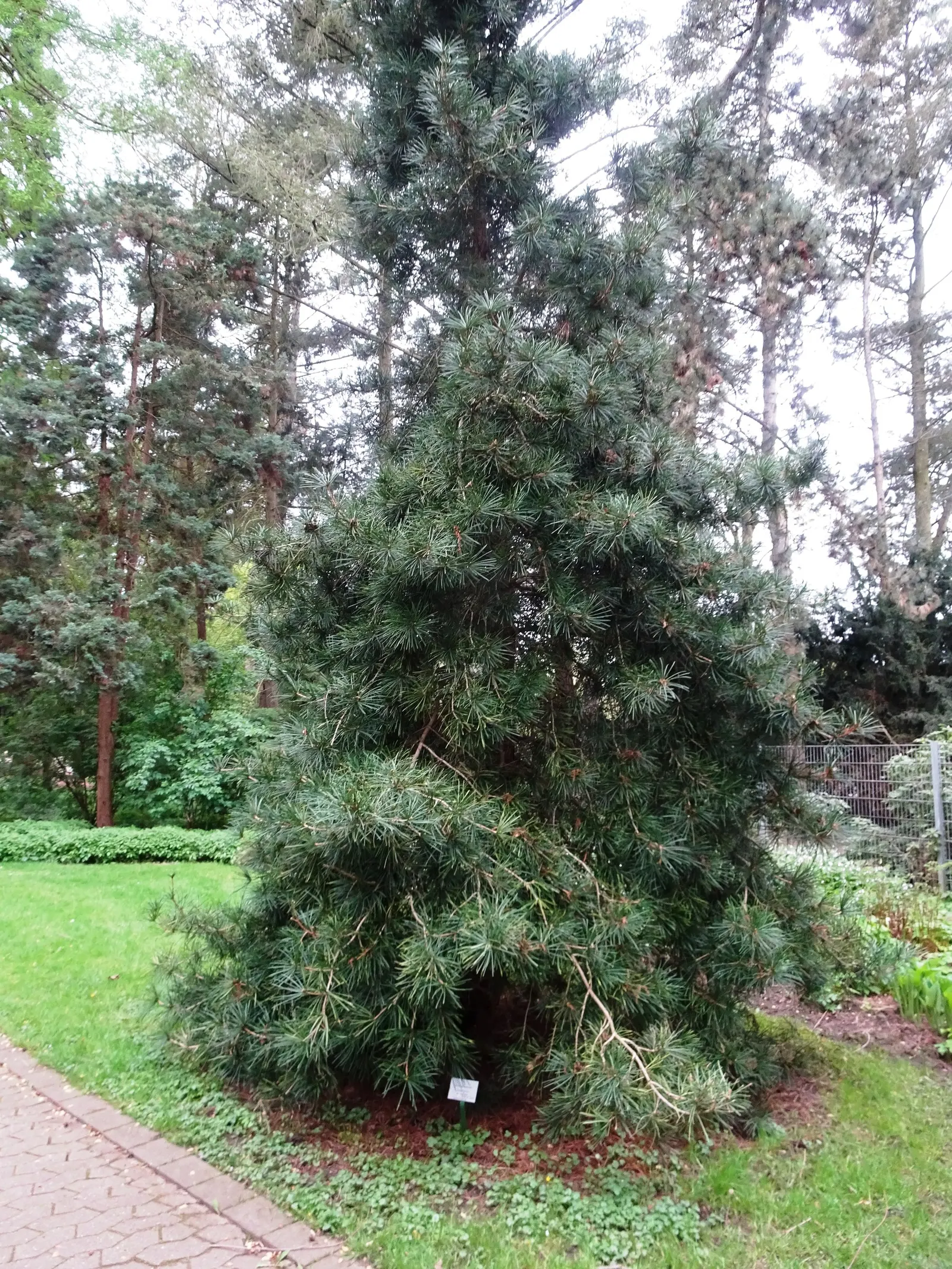 Japanese Umbrella Pine (Sciadopitys Verticillata) — This slow-growing conifer is an excellent focal point; conifer / tree for full, image 49