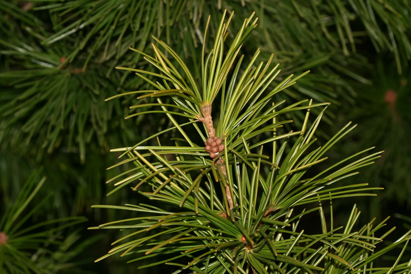 Japanese Umbrella Pine (Sciadopitys Verticillata) — is a unique and visually striking specimen revered for both its historical significance and, image 27