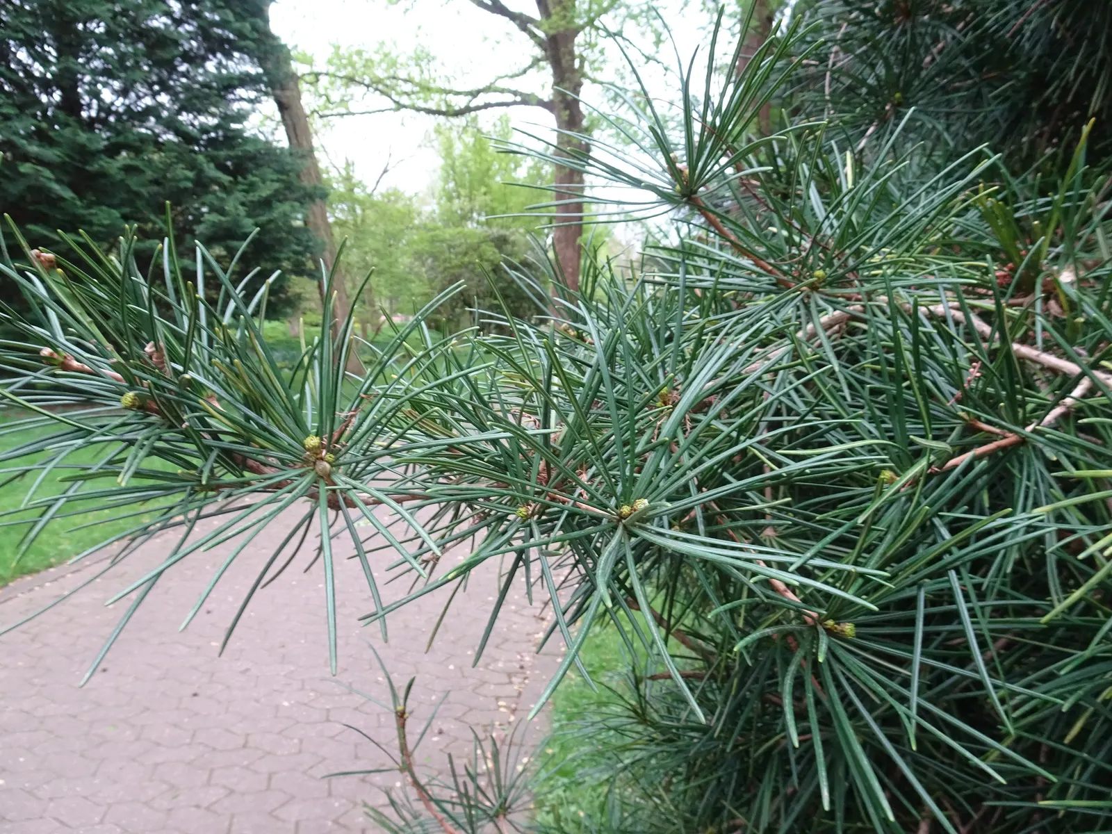 Japanese Umbrella Pine (Sciadopitys Verticillata) — is a unique and visually striking specimen revered for both its historical significance and, image 47