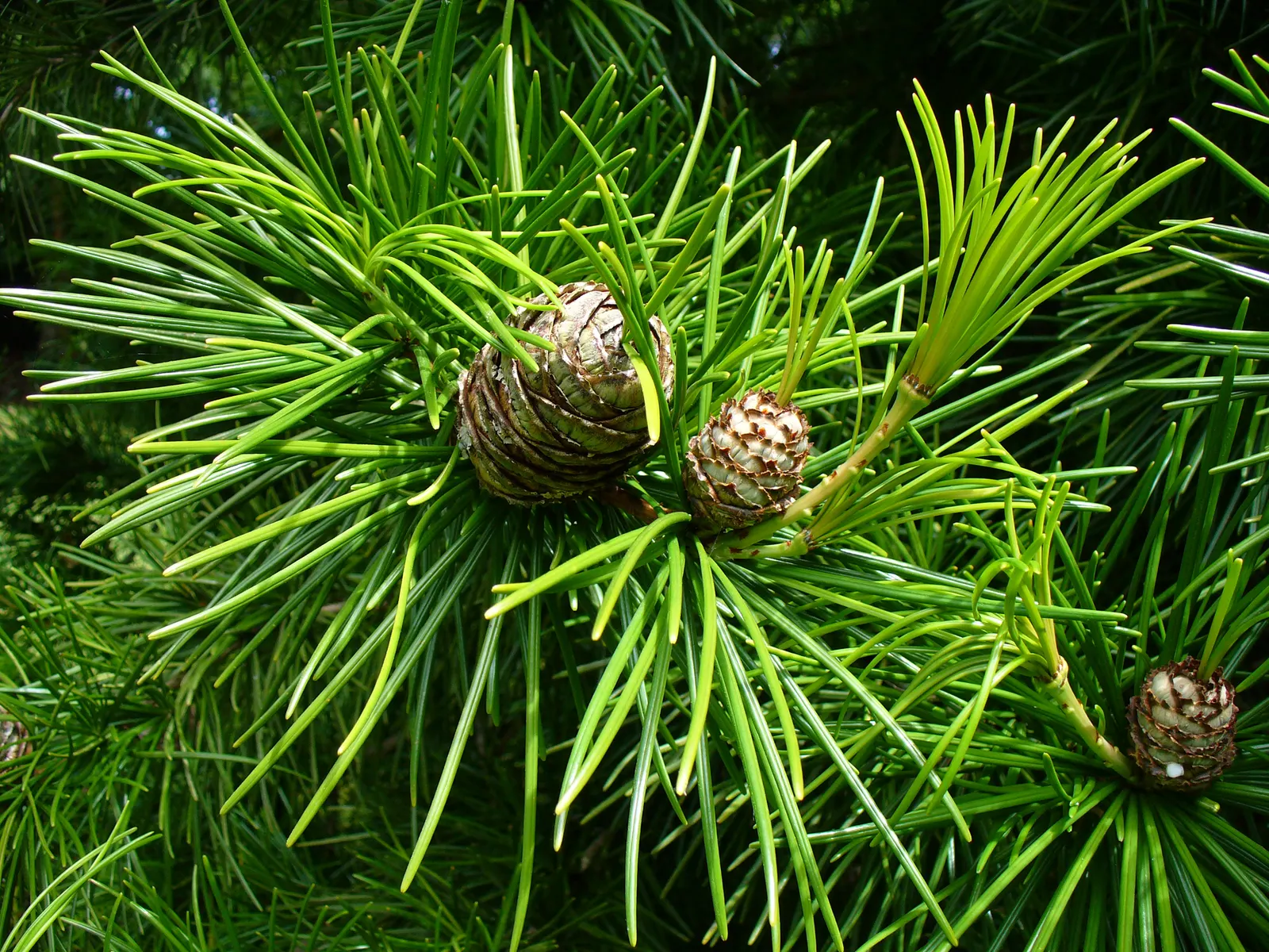 Japanese Umbrella Pine (Sciadopitys Verticillata) — dark green needles that radiate in whorls resembling umbrella spokes