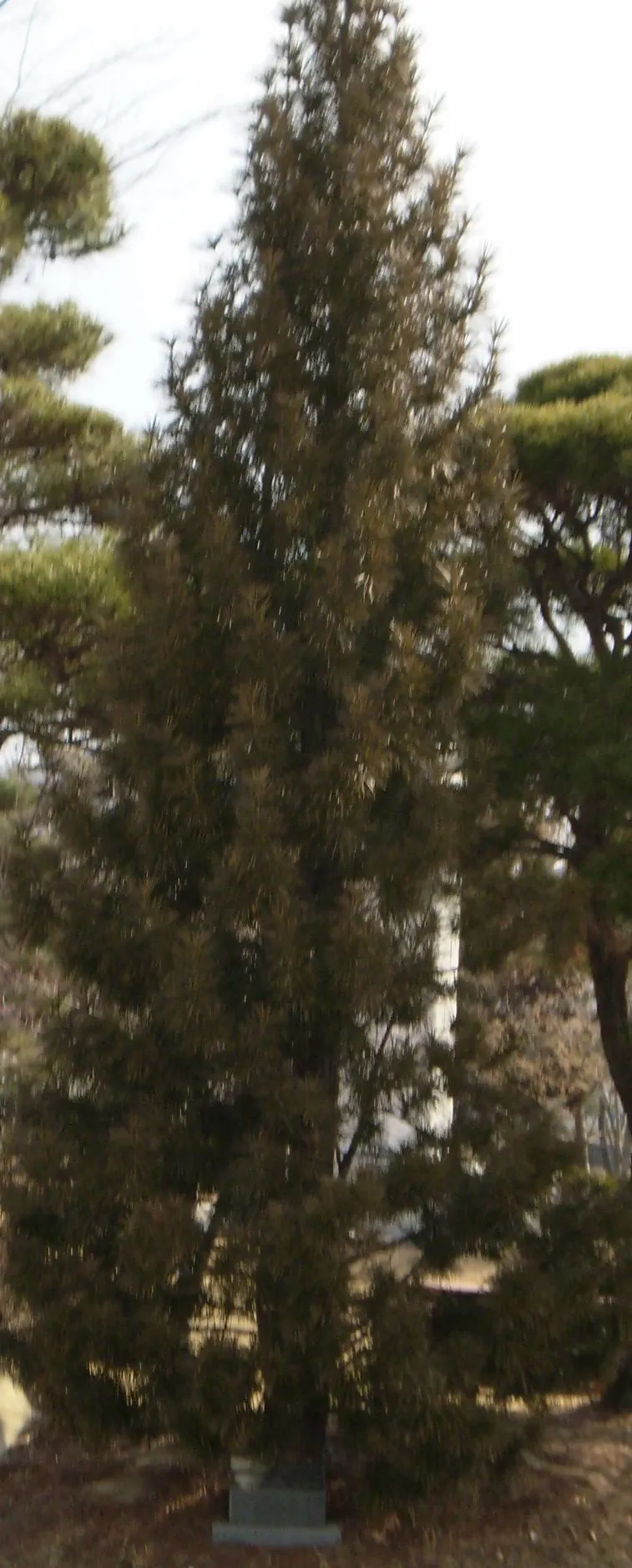 Japanese Umbrella Pine (Sciadopitys Verticillata) — over many decades.<br><br>Characterized by whorls of lustrous; is a unique conifer prized for its lush