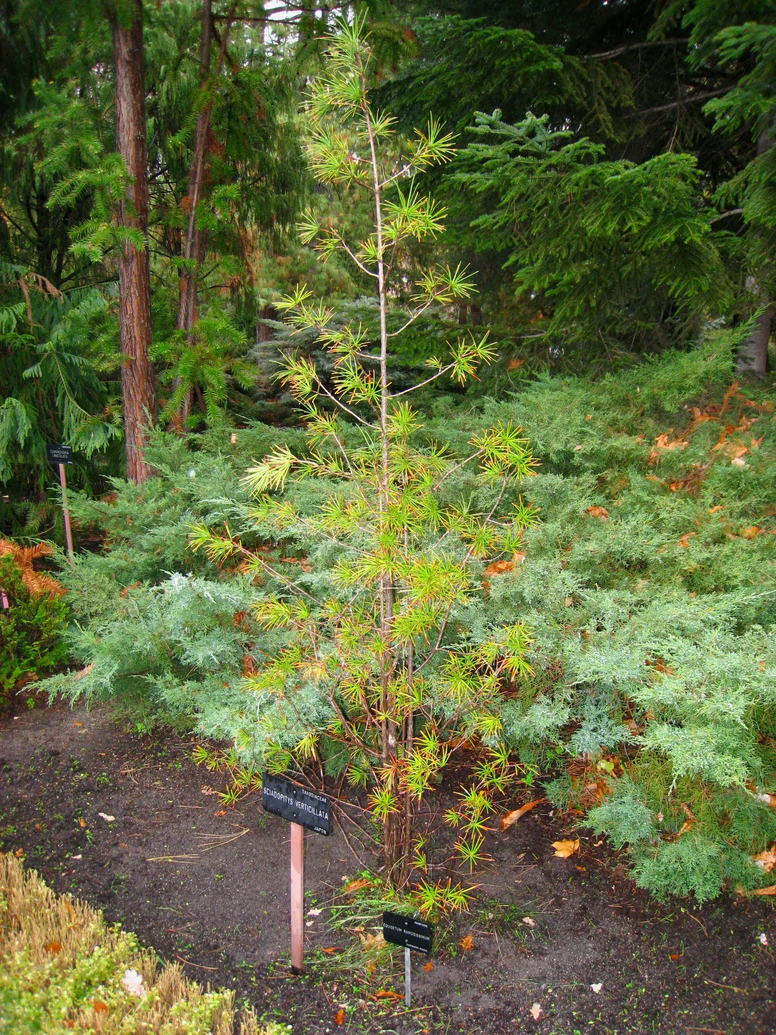Japanese Umbrella Pine (Sciadopitys Verticillata) — dark green needles that radiate in whorls resembling umbrella spokes; with a spread of 15 to 20 feet