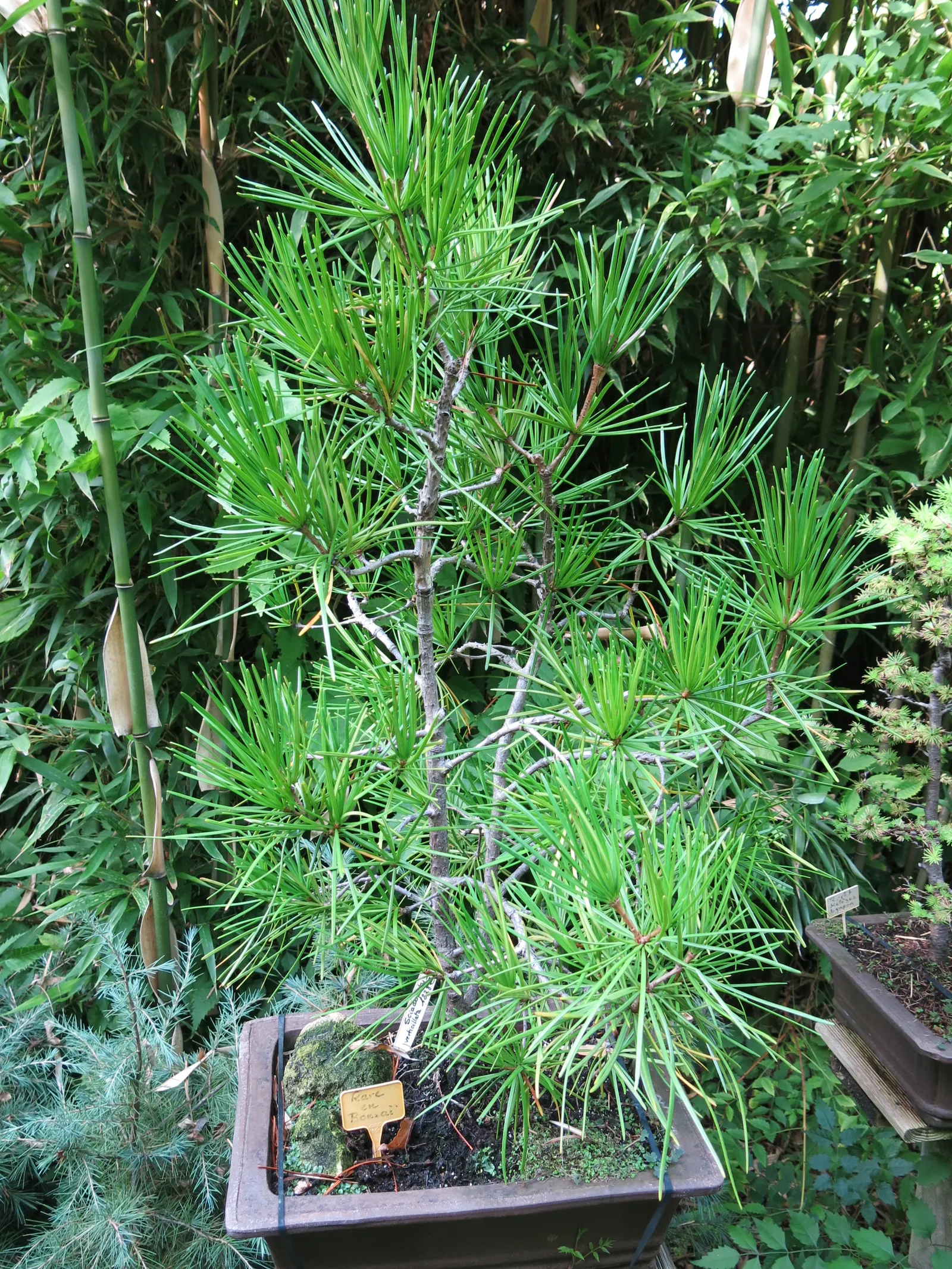 Japanese Umbrella Pine (Sciadopitys Verticillata) — commonly known as the Japanese Umbrella Pine