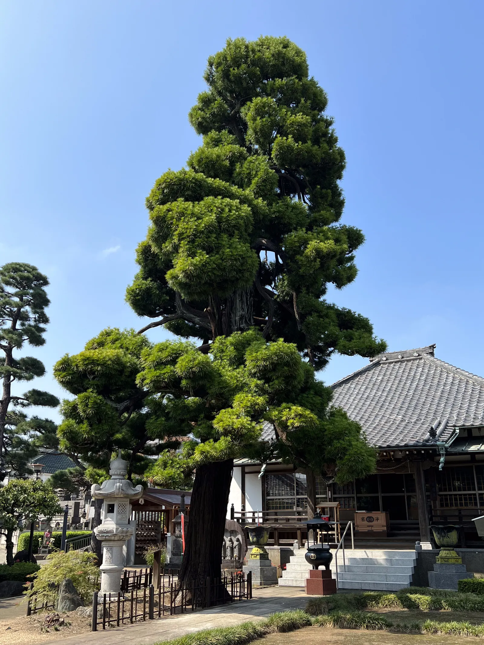 Japanese Umbrella Pine (Sciadopitys Verticillata) — This slow-growing conifer is an excellent focal point