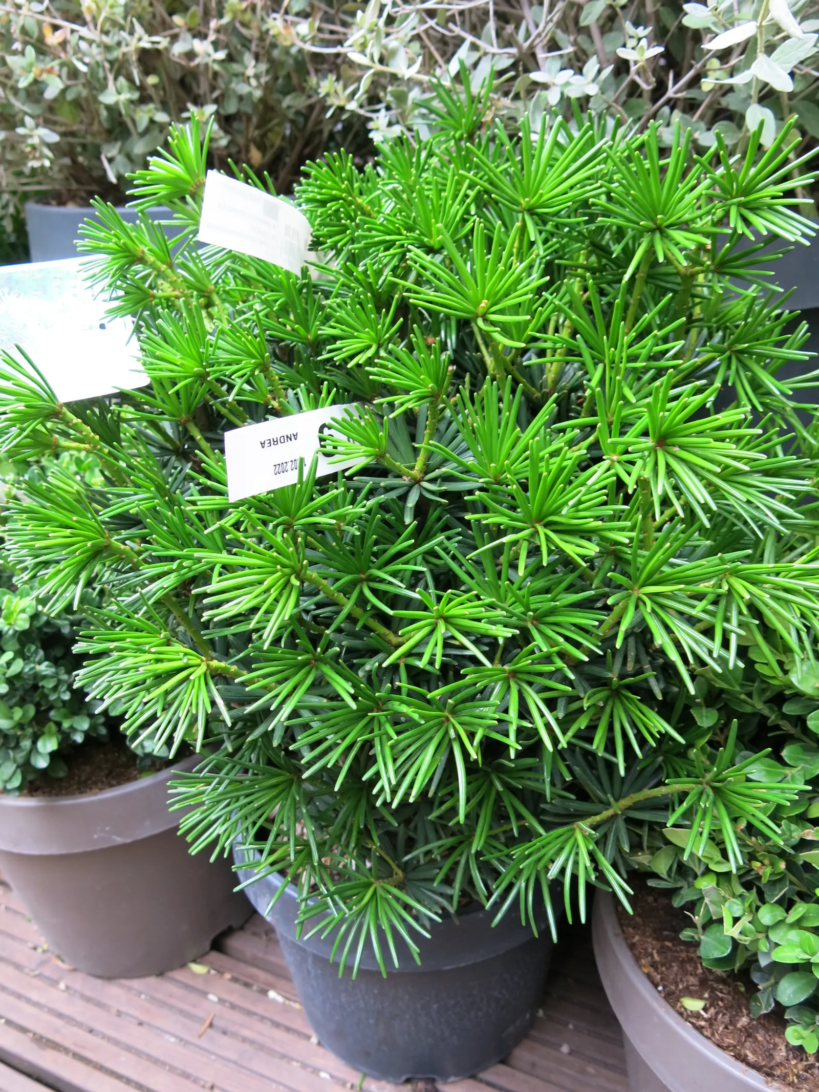 Japanese Umbrella Pine (Sciadopitys Verticillata) — the Japanese Umbrella Pine thrives in full sun to partial shade