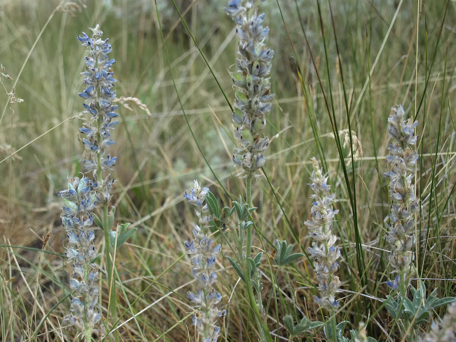 Meadow Lupine (Lupinus Polyphyllus) — annual with blue and lavender and pink and purple blooms; this plant does require adequate space to flourish, image 111