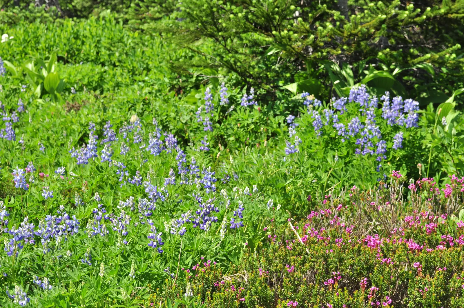 Meadow Lupine (Lupinus Polyphyllus) — adding a splash of color to any garden landscape