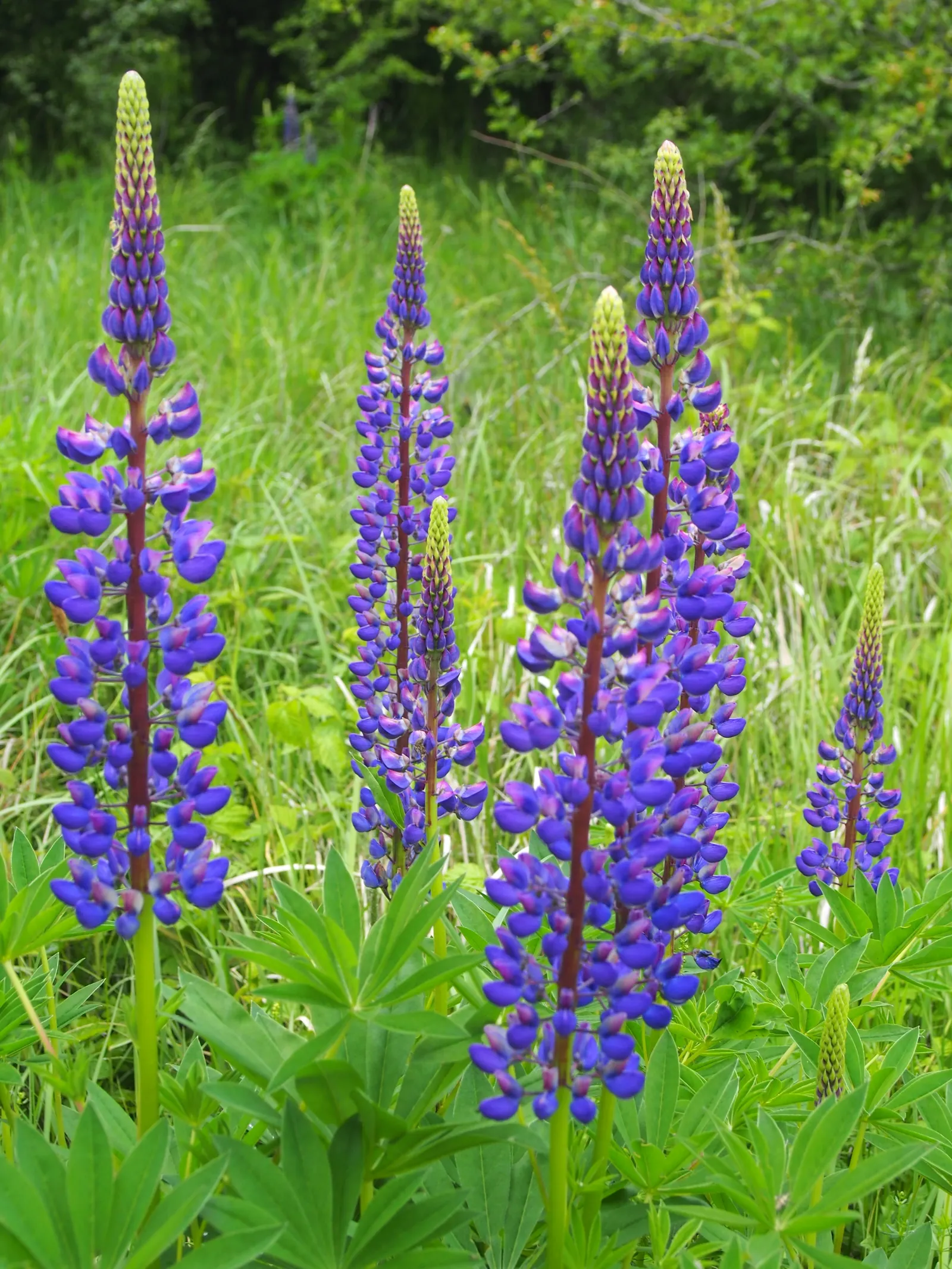 Meadow Lupine (Lupinus Polyphyllus) — This plant does require adequate space to flourish due to its bushy habit; with a spread of approximately 1, image 130