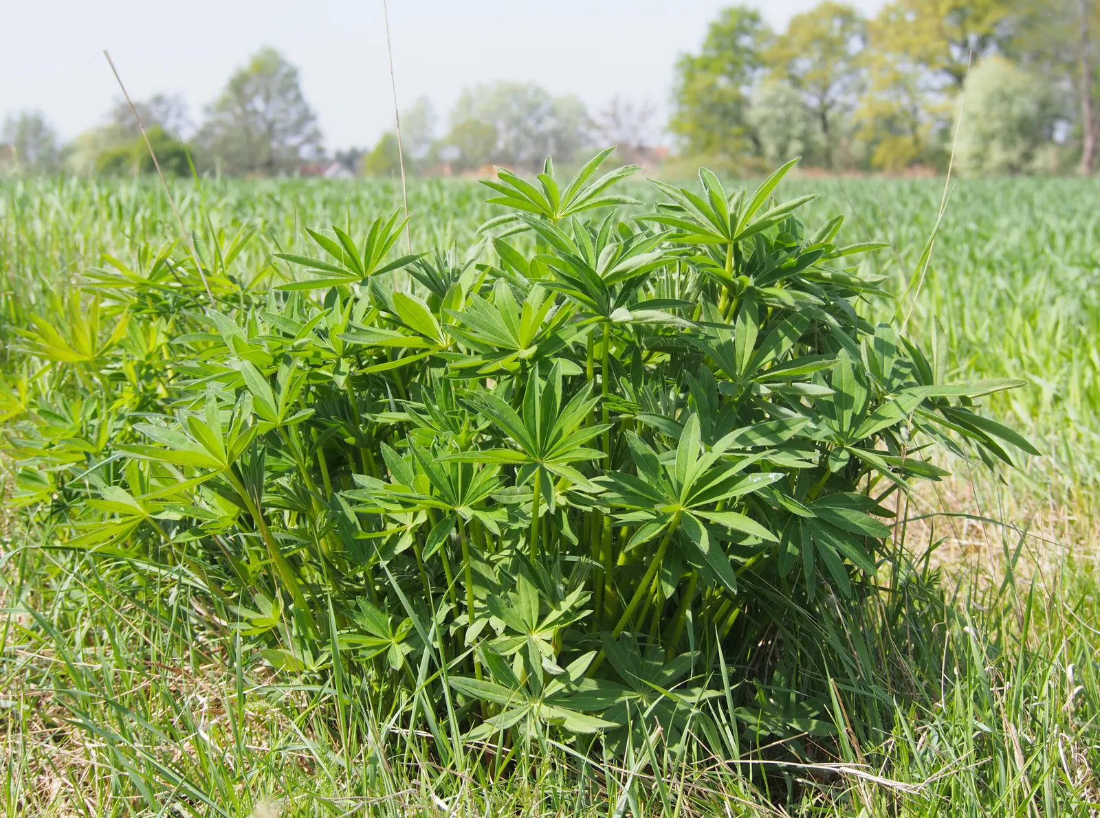 Meadow Lupine (Lupinus Polyphyllus) — annual with blue and lavender and pink and purple blooms; this plant does require adequate space to flourish, image 167