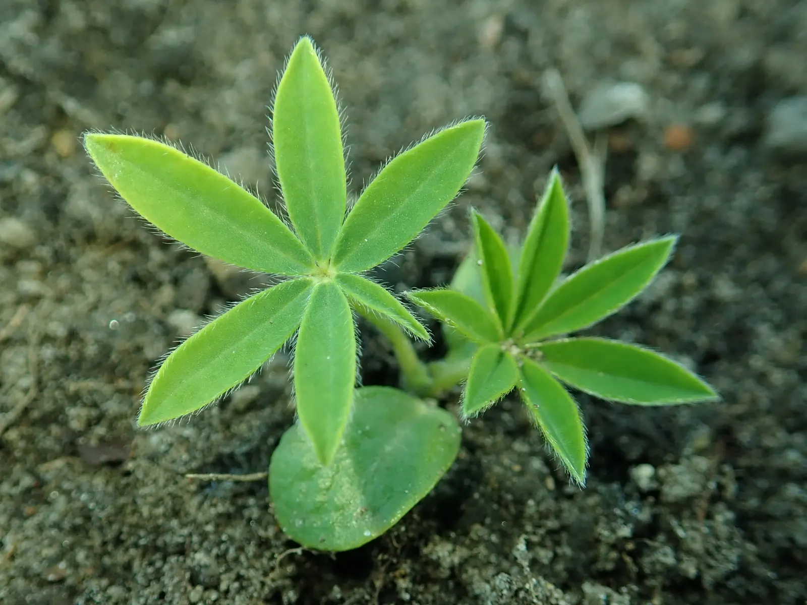 Meadow Lupine (Lupinus Polyphyllus) — The floral hues range from deep blues and purples to pinks and whites; this plant does require adequate space, image 155
