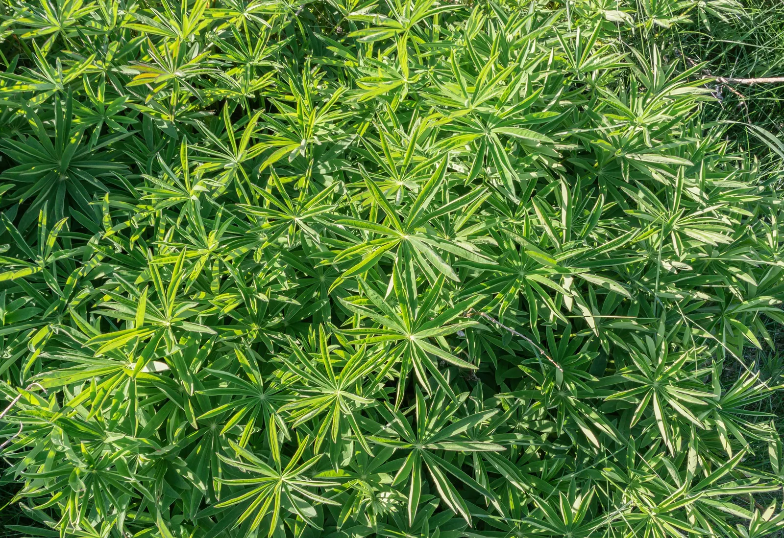 Meadow Lupine (Lupinus Polyphyllus) — Meadow Lupine is often lauded for its ability to fix nitrogen in the soil; with a spread of approximately 1, image 78