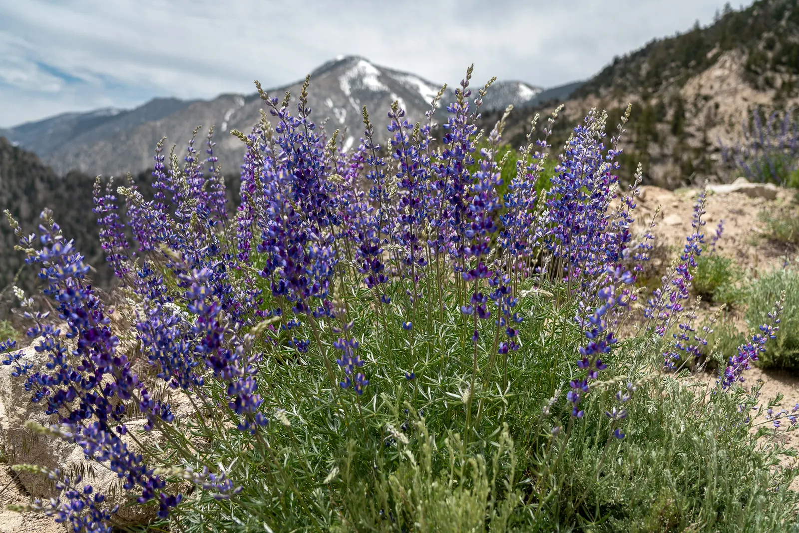 Meadow Lupine (Lupinus Polyphyllus) — making it a versatile choice for many climate conditions.<br><br>Equipped with palmately compound leaves, image 182