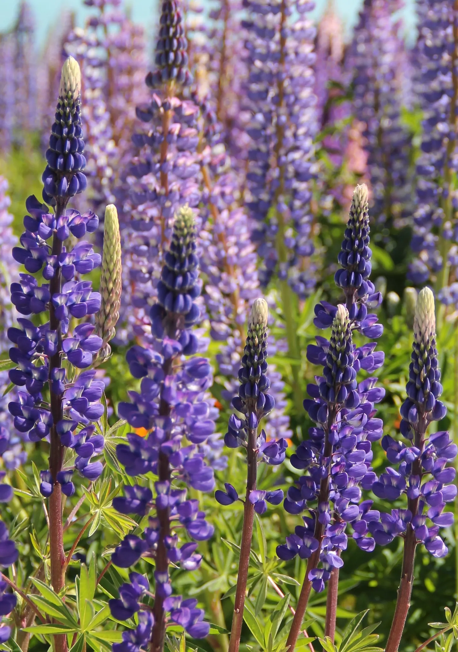 Meadow Lupine (Lupinus Polyphyllus) — Standing proud at around 3 to 5 feet in height; with a spread of approximately 1 to 2 feet, image 66
