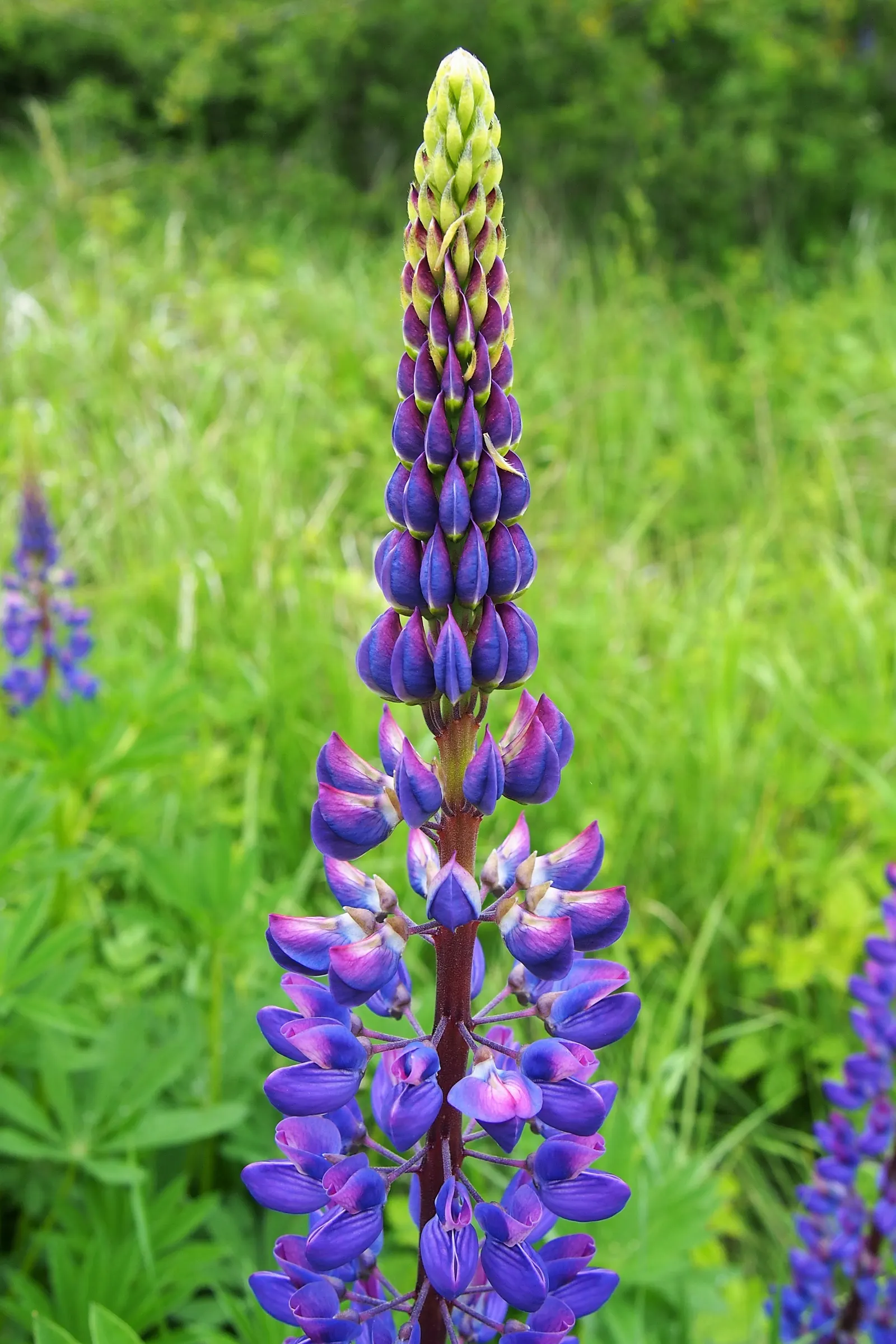 Meadow Lupine (Lupinus Polyphyllus) — it creates a striking vertical accent; the Meadow Lupine is a splendid addition that promises to captivate, image 180