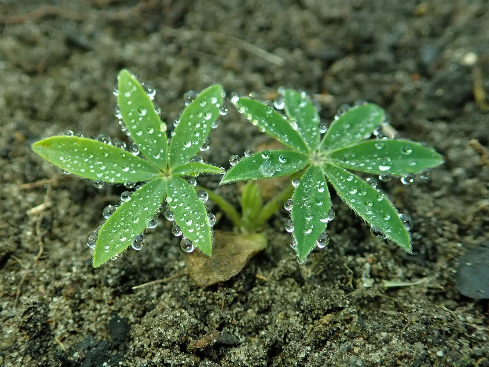 Meadow Lupine (Lupinus Polyphyllus) — Meadow Lupine is often lauded for its ability to fix nitrogen in the soil; with a spread of approximately 1, image 162