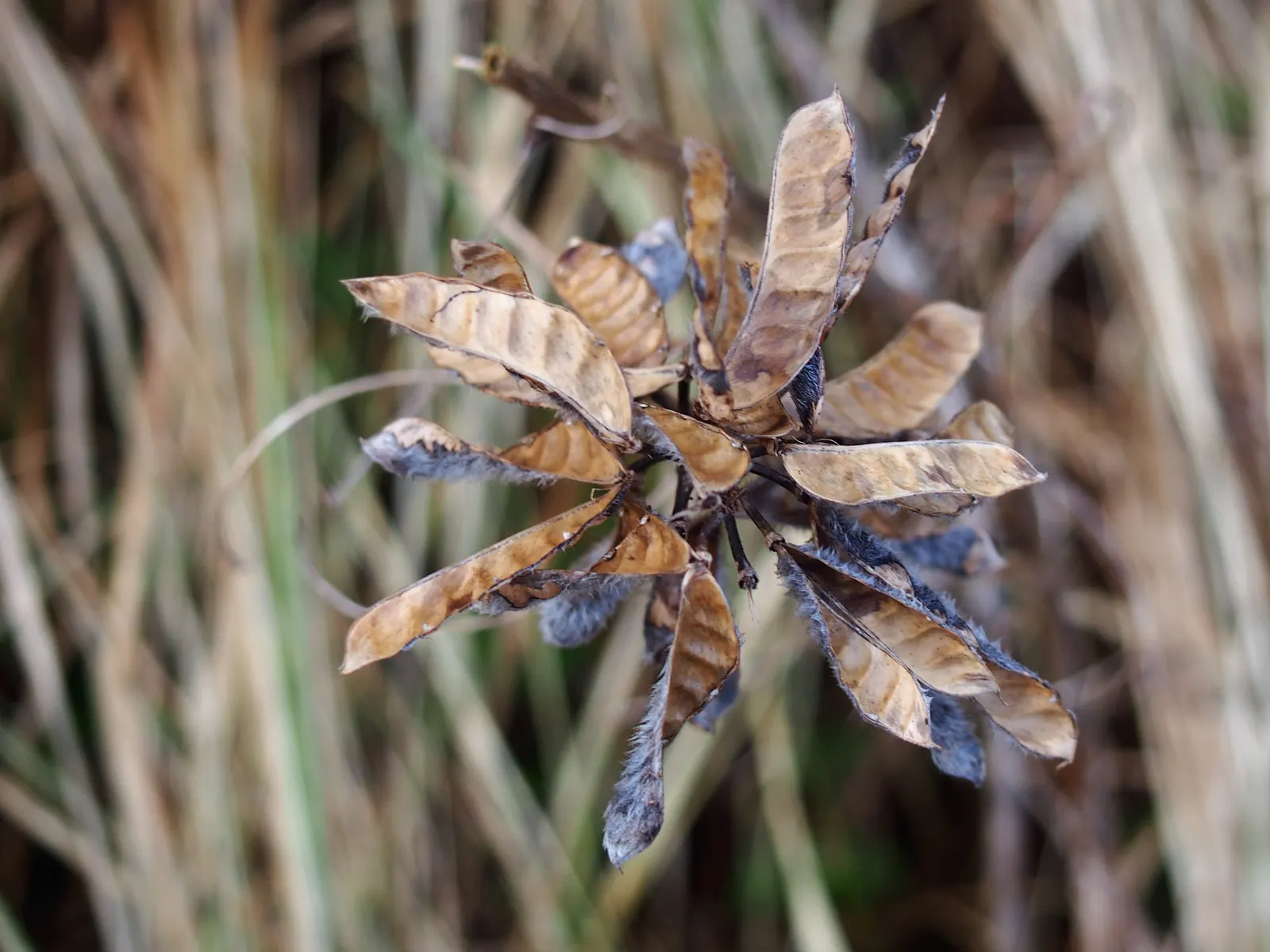 Meadow Lupine (Lupinus Polyphyllus) — making it a versatile choice for many climate conditions.<br><br>Equipped with palmately compound leaves; with a spread