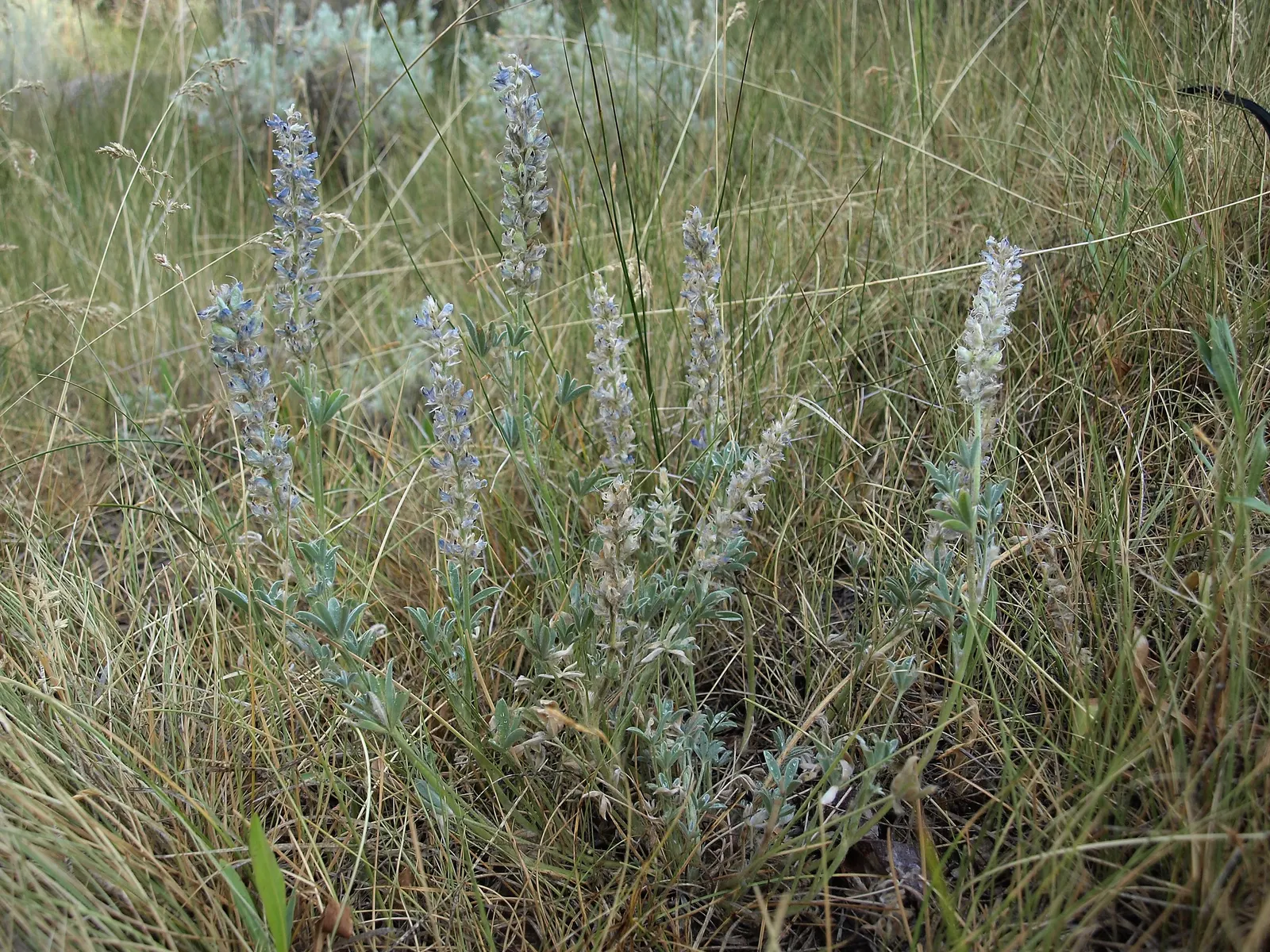 Meadow Lupine (Lupinus Polyphyllus) — Standing proud at around 3 to 5 feet in height; with a spread of approximately 1 to 2 feet, image 178