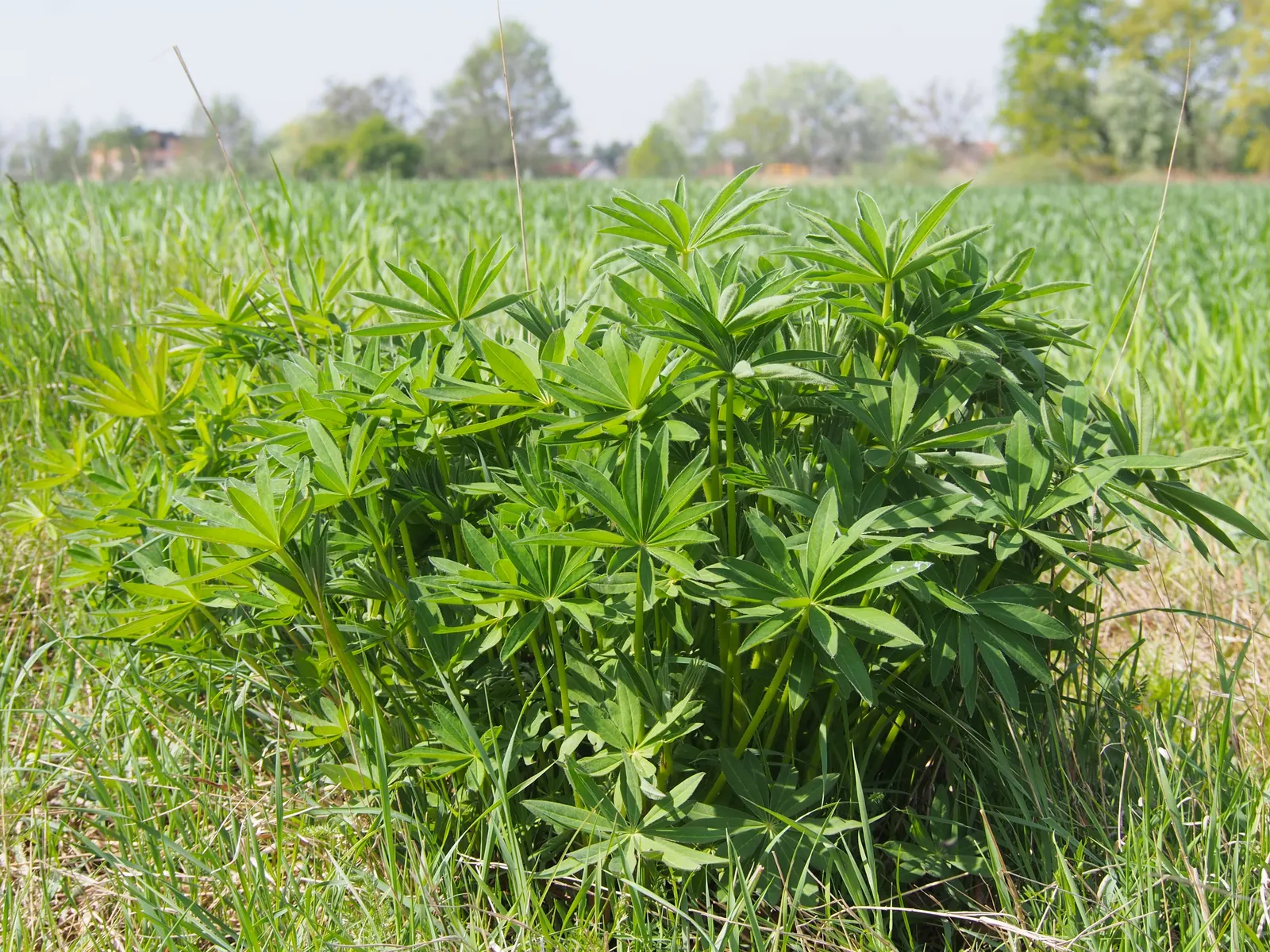Meadow Lupine (Lupinus Polyphyllus) — Meadow Lupine (Lupinus polyphyllus); this plant does require adequate space to flourish due to its bushy habit, image 91