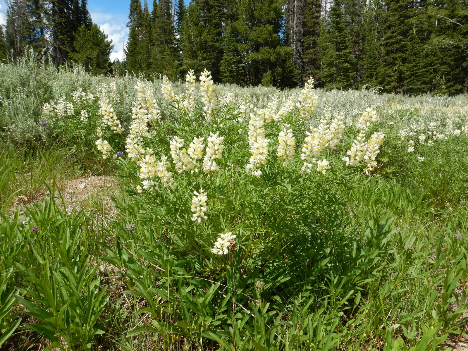 Meadow Lupine (Lupinus Polyphyllus) — When composing garden spaces; this sun-loving legume prefers well-drained soil, enhances nitrogen levels, and, image 133